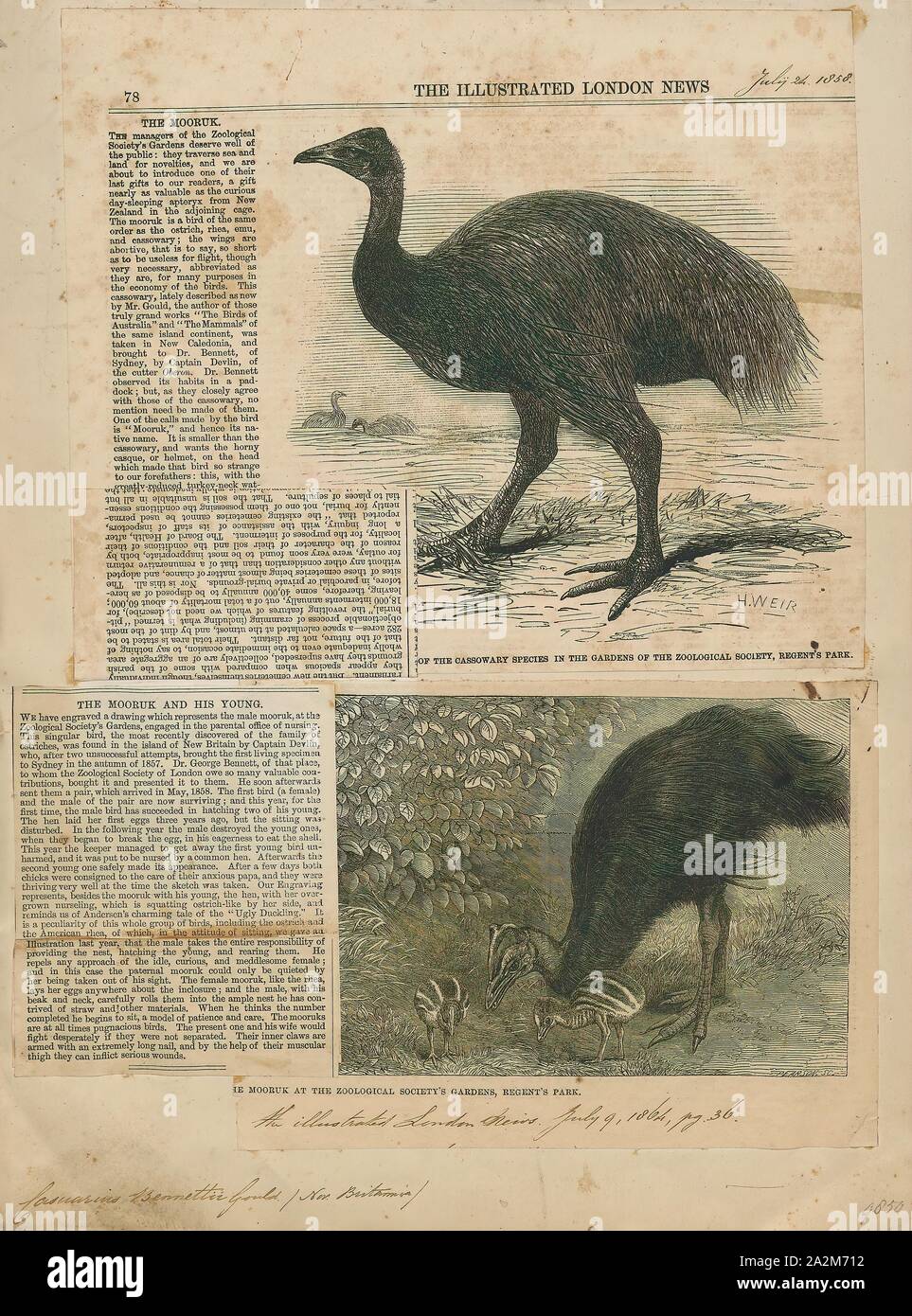 Casuarius bennettii, Drucken, Cassowary, Kasuare, Gattung Casuarius, Laufvögel (flugunfähige Vögel ohne Kiel auf dem Brustbein Bone), die tropischen Wälder von Neuguinea sind (Papua Neuguinea und Indonesien), Nusa Tenggara Timur, die Molukken und nordöstlichen Australien., 1864 Stockfoto