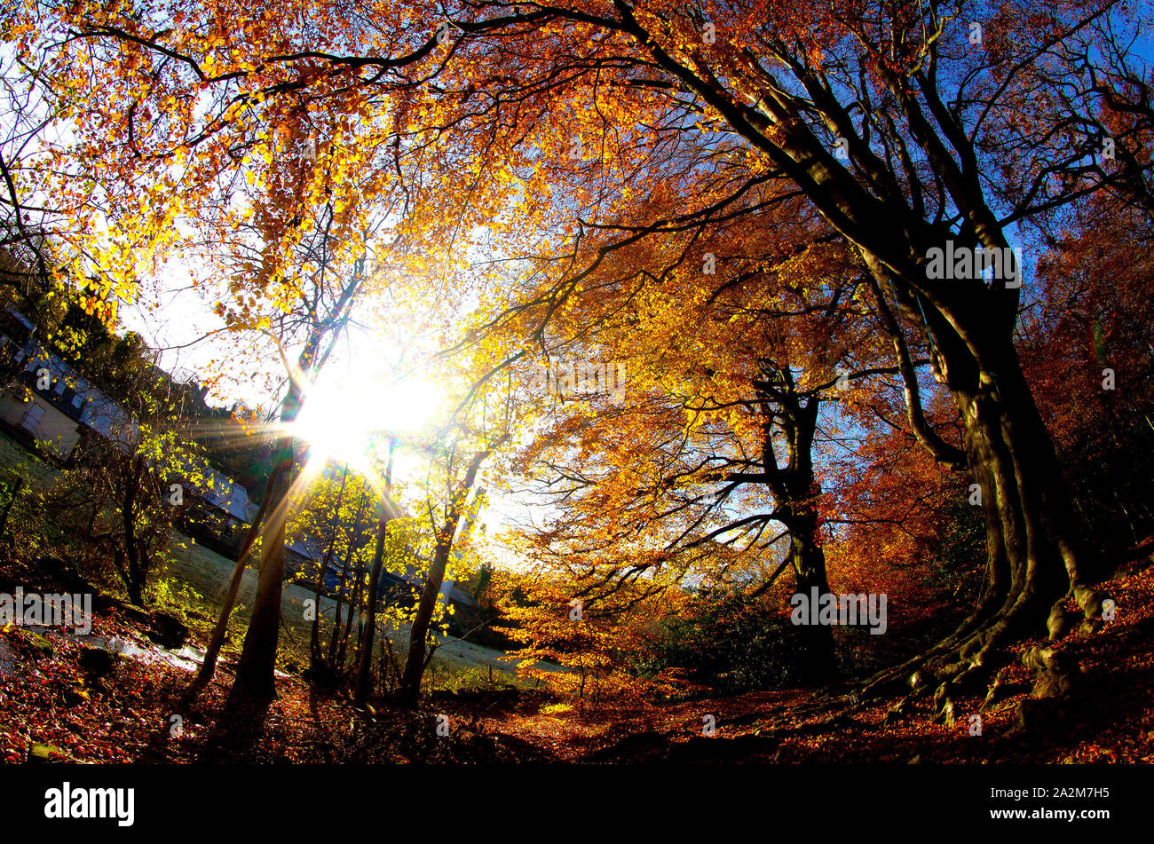 Herbst Wald am Morgen Sonnenschein Stockfoto