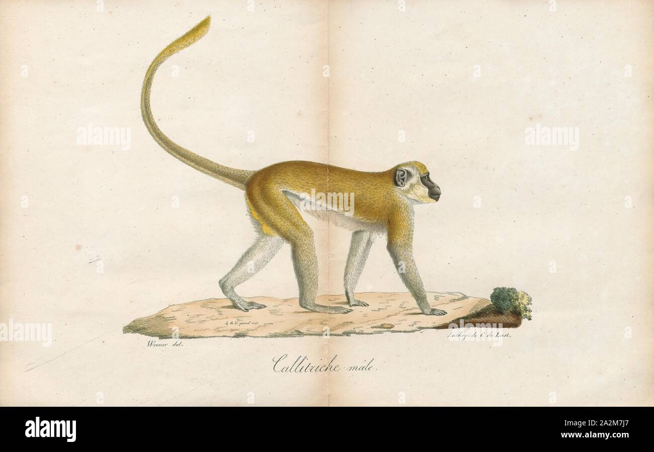 Cercopithecus sabaeus, Ausdrucken, die grünen Affen (Chlorocebus sabaeus), auch als sabaeus Affe oder den callithrix Monkey genannt, ist eine alte Welt Affe mit Golden-green Pelz und blass, Hände und Füße. Die Spitze der Rute ist goldgelb wie die Rückseiten der Oberschenkel und Wange Schnurrhaare. Es hat keine Unterscheidung Band von Pelz auf der Stirn, wie andere Chlorocebus Arten, und Männer haben ein helles Blau Hodensack. Einige Behörden sind der Meinung diese und alle Mitglieder der Gattung Chlorocebus einer weit verbreiteten Arten, Chlorocebus aethiops., 1700-1880 Stockfoto