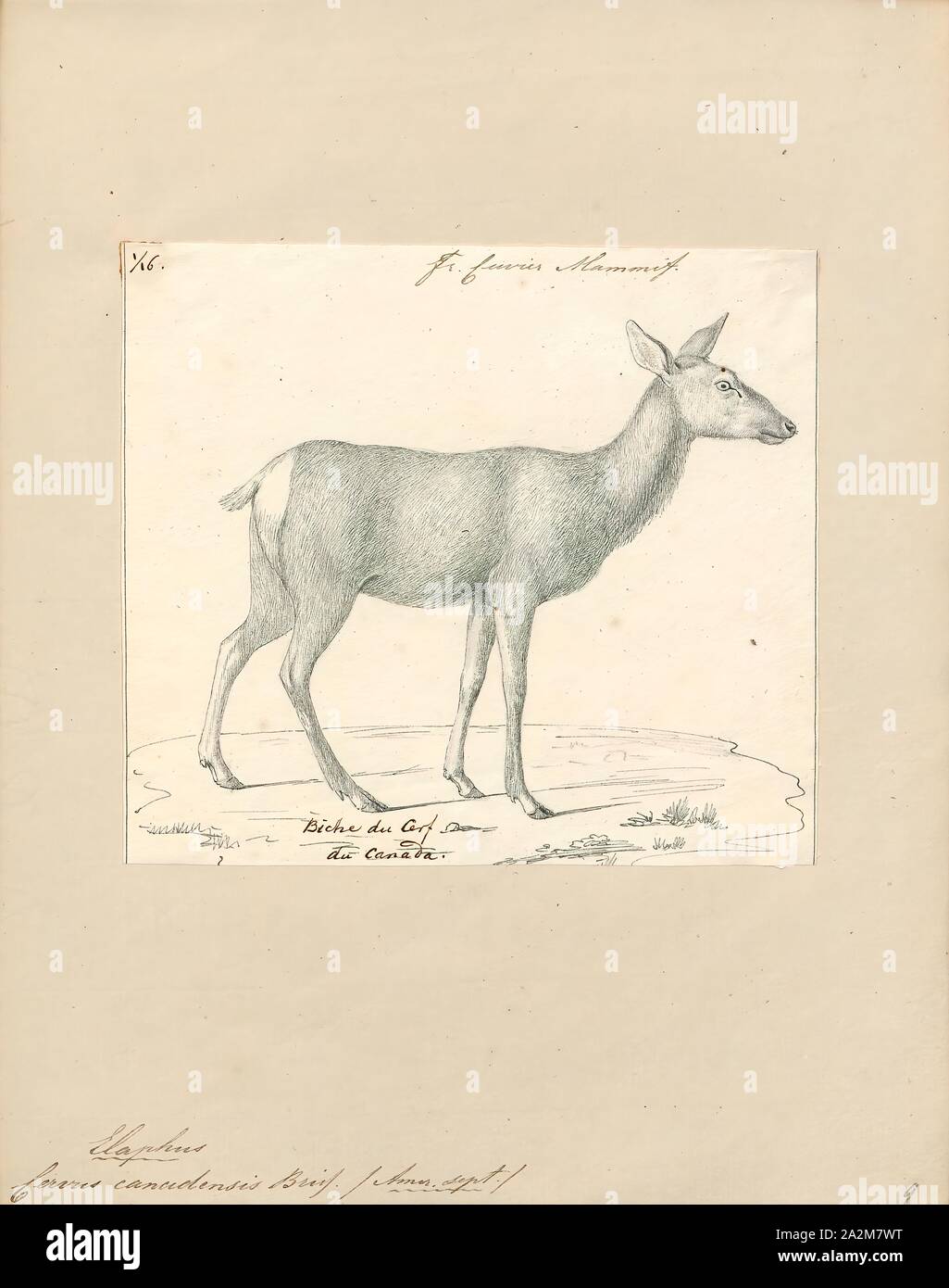 Cervus canadensis, Drucken, der Elch und wapiti (Cervus canadensis) ist eine der größten Arten innerhalb der Hirsch Familie, Cervidae und eines der größten Landsäugetiere in Nordamerika und in Nordostasien. Das Tier sollte nicht mit dem noch größeren Elch (Alces alces), auf die die Bezeichnung "Elch" im Britischen Englisch und in Bezug auf die Bevölkerungen in Eurasien gilt., 1818-1842 verwechselt werden Stockfoto