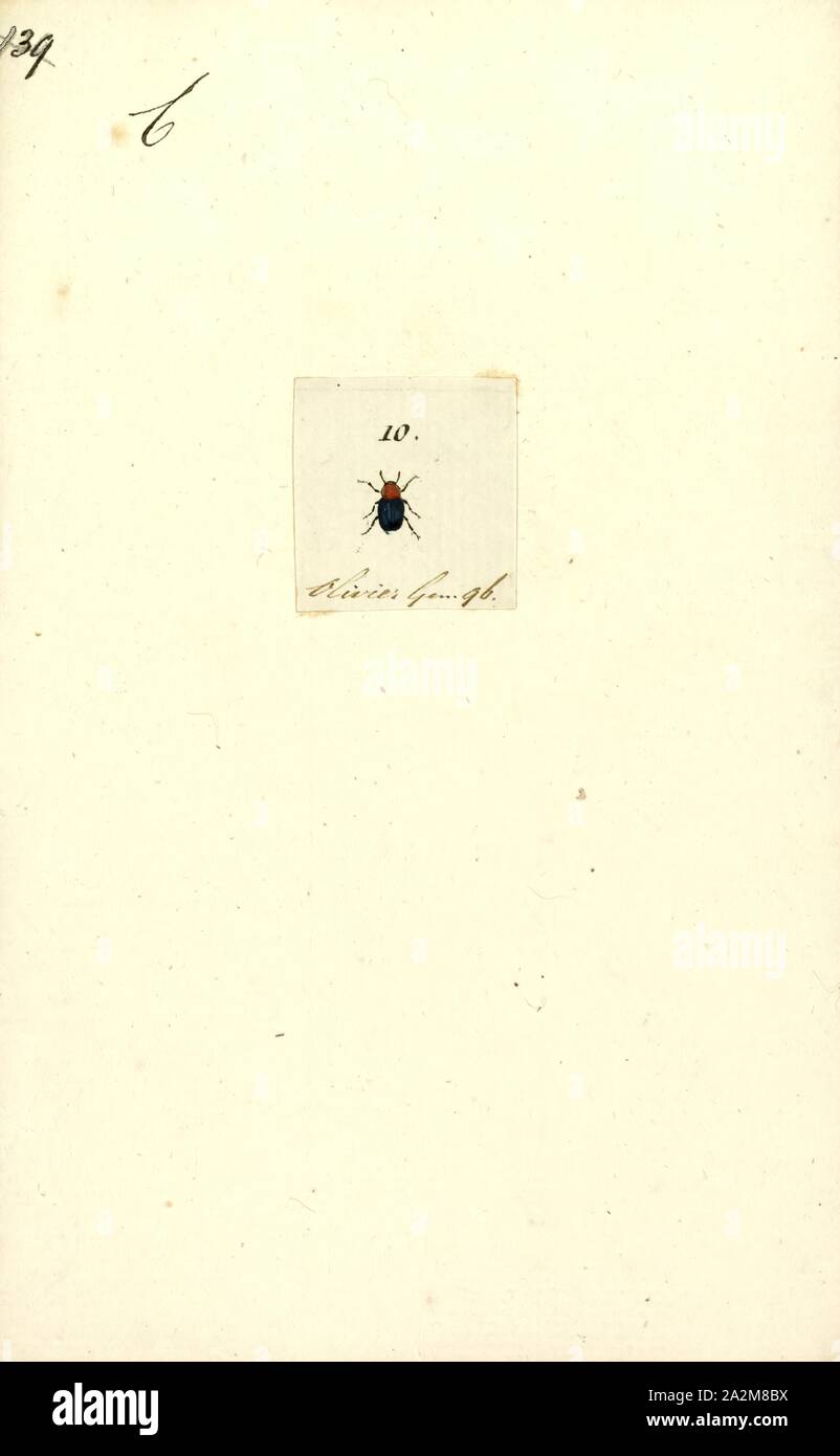 Chalcophana, Drucken, Chalcophana ist eine Gattung der Käfer in der unterfamilie Eumolpinae Stockfoto