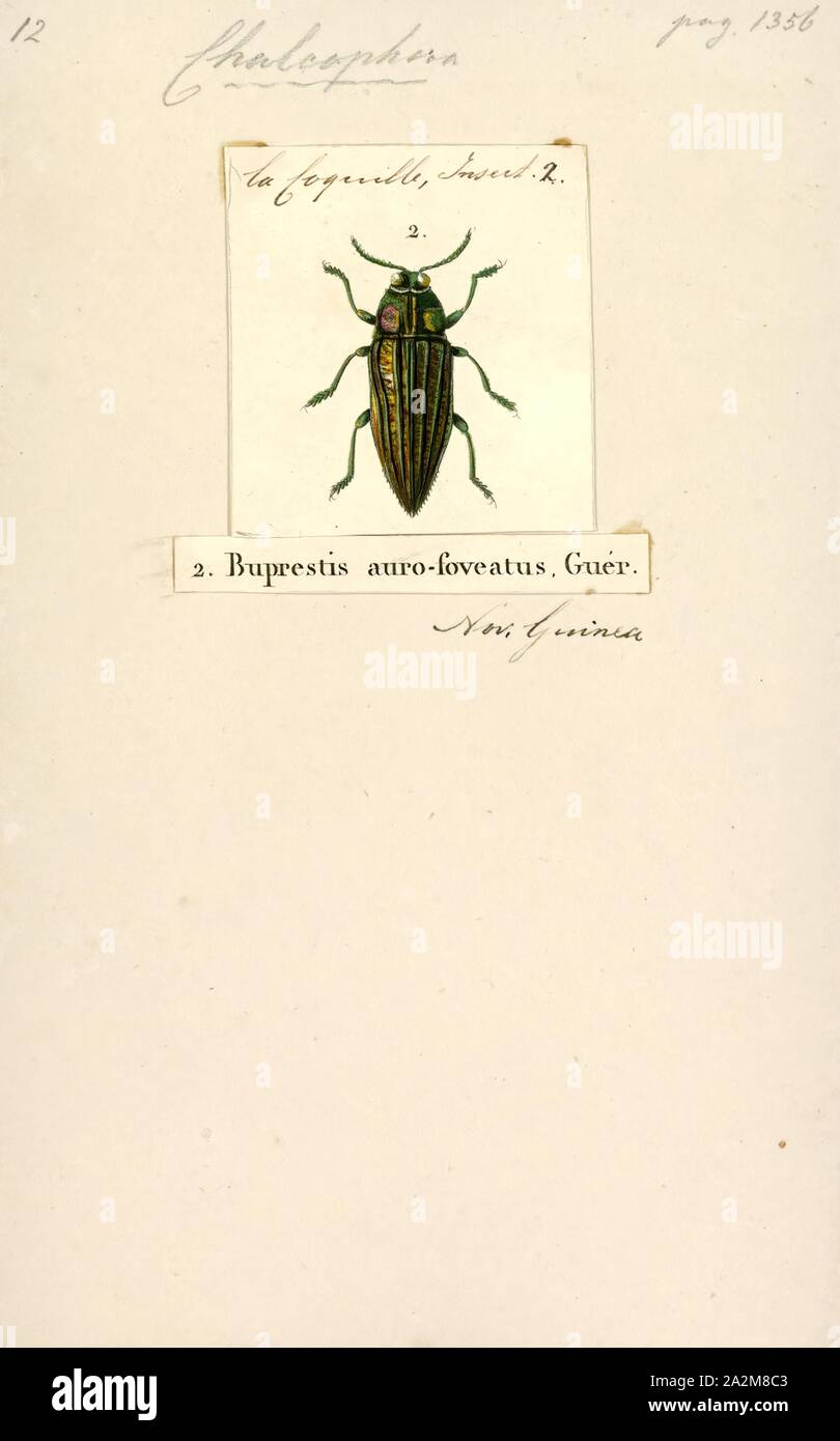 Chalcophora, Drucken, Chalcophora ist eine Gattung der Käfer aus der Familie Buprestidae, mit folgenden Arten Stockfoto