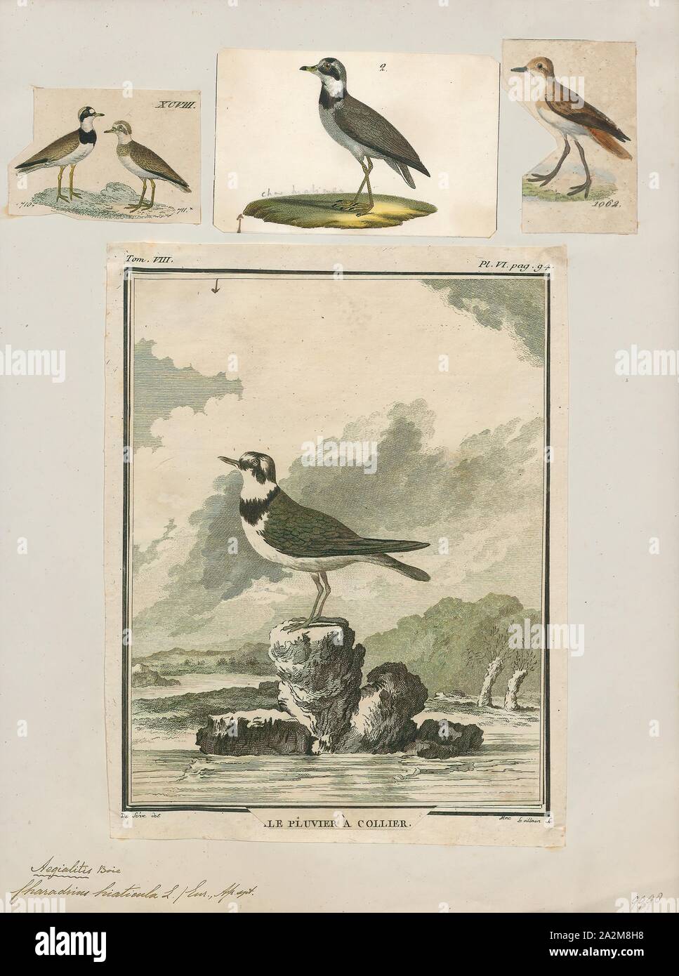 Charadrius hiaticula, Drucken, die Gemeinsame kibitze oder kibitze (Charadrius hiaticula) ist ein kleines, Regenpfeifer, die Rassen in den arktischen Eurasien. Der Gattungsname Charadrius ist ein Ende der lateinischen Wort für eine gelbliche Vogel im vierten Jahrhundert erwähnt Vulgata. Es leitet sich aus dem Altgriechischen kharadrios einen Vogel gefunden in Schluchten und Flusstäler (kharadra, "Schlucht"). Die spezifischen hiaticula Latein ist und hat eine ähnliche Bedeutung wie der griechische Begriff, aus Lücke, "cleft" und Cola, "Weller' (colere, 'Wohnen')., 1700-1880 Stockfoto