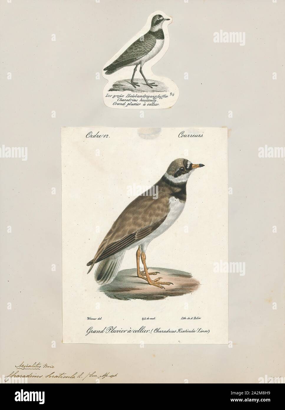Charadrius hiaticula, Drucken, die Gemeinsame kibitze oder kibitze (Charadrius hiaticula) ist ein kleines, Regenpfeifer, die Rassen in den arktischen Eurasien. Der Gattungsname Charadrius ist ein Ende der lateinischen Wort für eine gelbliche Vogel im vierten Jahrhundert erwähnt Vulgata. Es leitet sich aus dem Altgriechischen kharadrios einen Vogel gefunden in Schluchten und Flusstäler (kharadra, "Schlucht"). Die spezifischen hiaticula Latein ist und hat eine ähnliche Bedeutung wie der griechische Begriff, aus Lücke, "cleft" und Cola, "Weller' (colere, 'Wohnen')., 1700-1880 Stockfoto