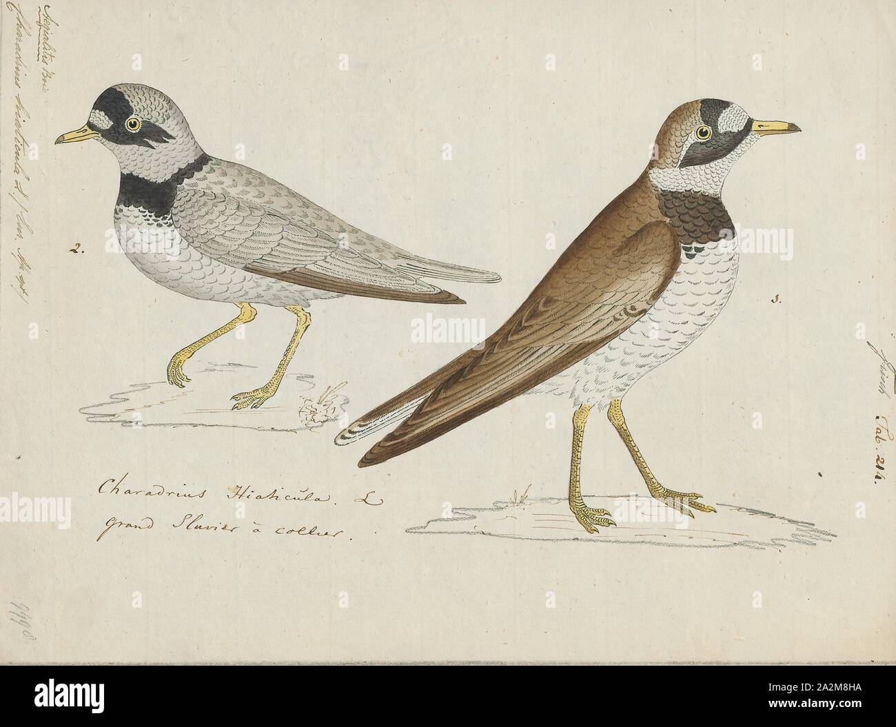 Charadrius hiaticula, Drucken, die Gemeinsame kibitze oder kibitze (Charadrius hiaticula) ist ein kleines, Regenpfeifer, die Rassen in den arktischen Eurasien. Der Gattungsname Charadrius ist ein Ende der lateinischen Wort für eine gelbliche Vogel im vierten Jahrhundert erwähnt Vulgata. Es leitet sich aus dem Altgriechischen kharadrios einen Vogel gefunden in Schluchten und Flusstäler (kharadra, "Schlucht"). Die spezifischen hiaticula Latein ist und hat eine ähnliche Bedeutung wie der griechische Begriff, aus Lücke, "cleft" und Cola, "Weller' (colere, 'Wohnen')., 1743-1817 Stockfoto