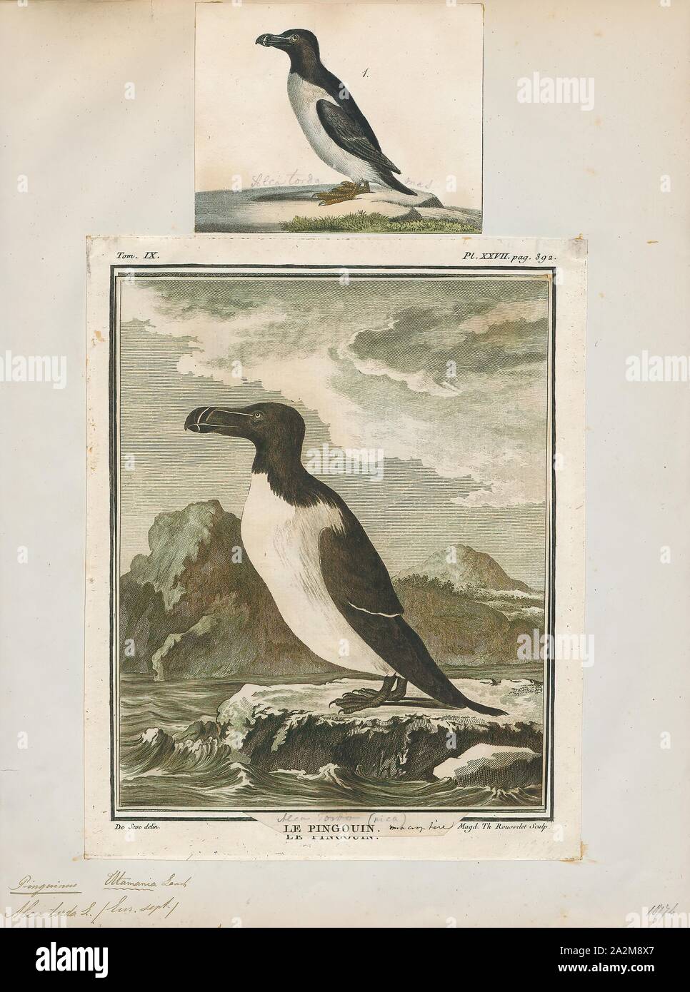 Chenalopex torda, Drucken, Riesenalk, der riesenalk (Pinguinus impennis) ist eine ausgestorbene Spezies von Flugunfähigen alcid, die in der Mitte des 19. Jahrhunderts ausgestorben. Es war das einzige moderne Arten in der Gattung Pinguinus. Es ist nicht eng mit dem Vögel jetzt bekannt als Pinguine, die entdeckt wurden später und so von den Seeleuten genannt, weil der physischen Ähnlichkeit zu den Riesenalk., 1700-1880 Stockfoto