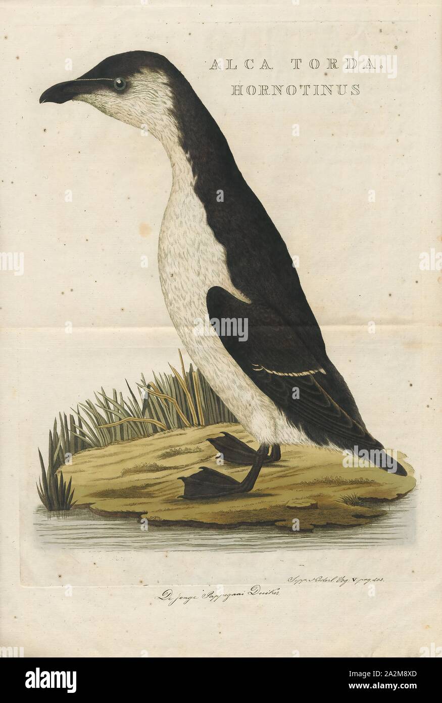 Chenalopex torda, Drucken, Riesenalk, der riesenalk (Pinguinus impennis) ist eine ausgestorbene Spezies von Flugunfähigen alcid, die in der Mitte des 19. Jahrhunderts ausgestorben. Es war das einzige moderne Arten in der Gattung Pinguinus. Es ist nicht eng mit dem Vögel jetzt bekannt als Pinguine, die entdeckt wurden später und so von den Seeleuten genannt, weil der physischen Ähnlichkeit zu den Riesenalk., 1770-1829 Stockfoto