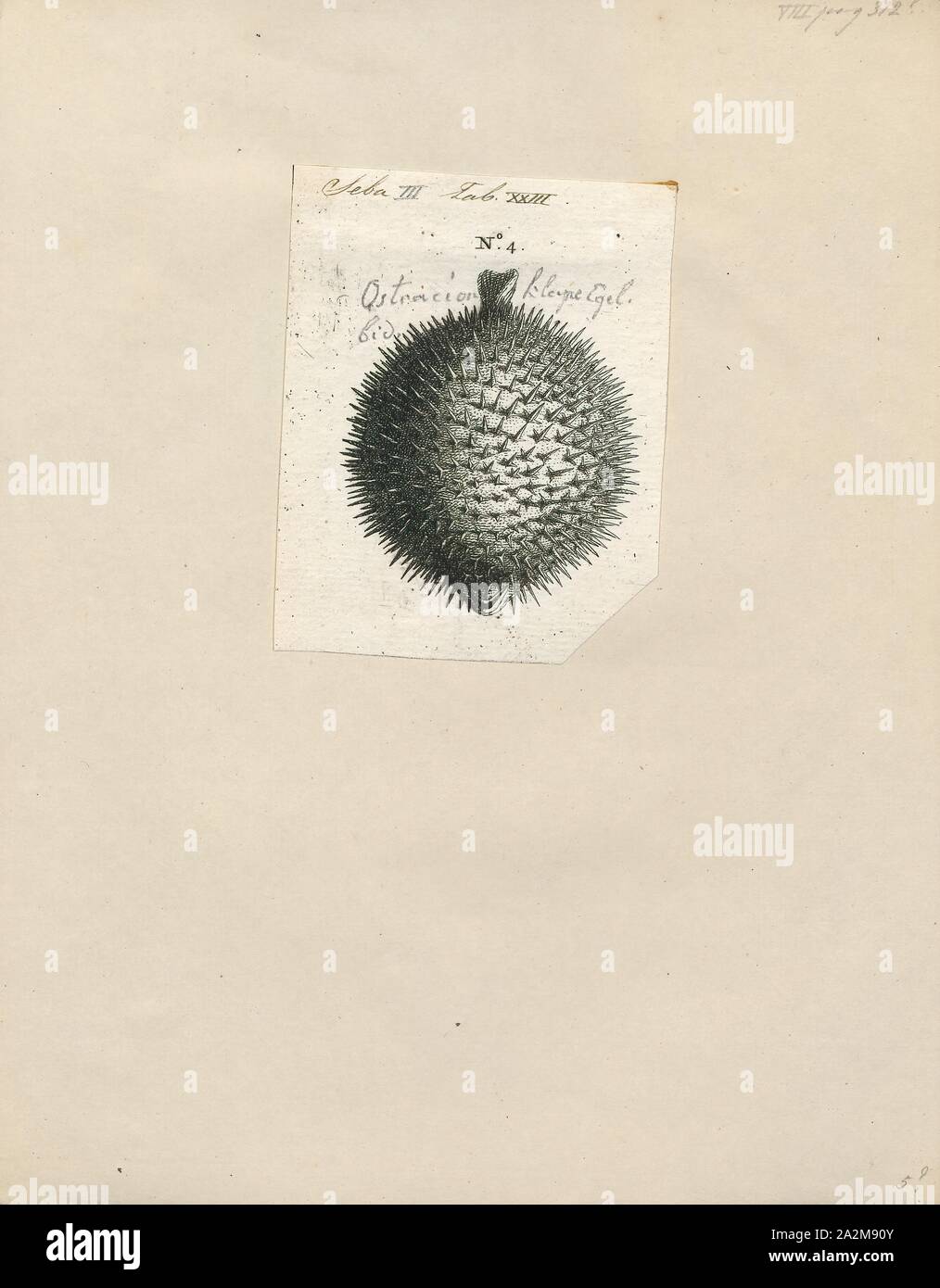 Chilomycterus echinatus, Drucken, 1700-1880 Stockfoto