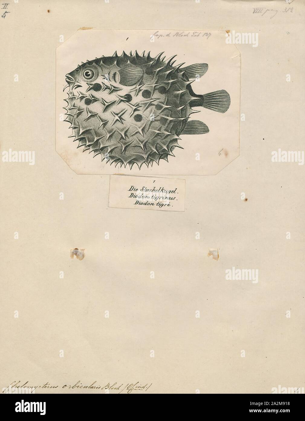 Chilomycterus orbicularis, Drucken, 1700-1880 Stockfoto