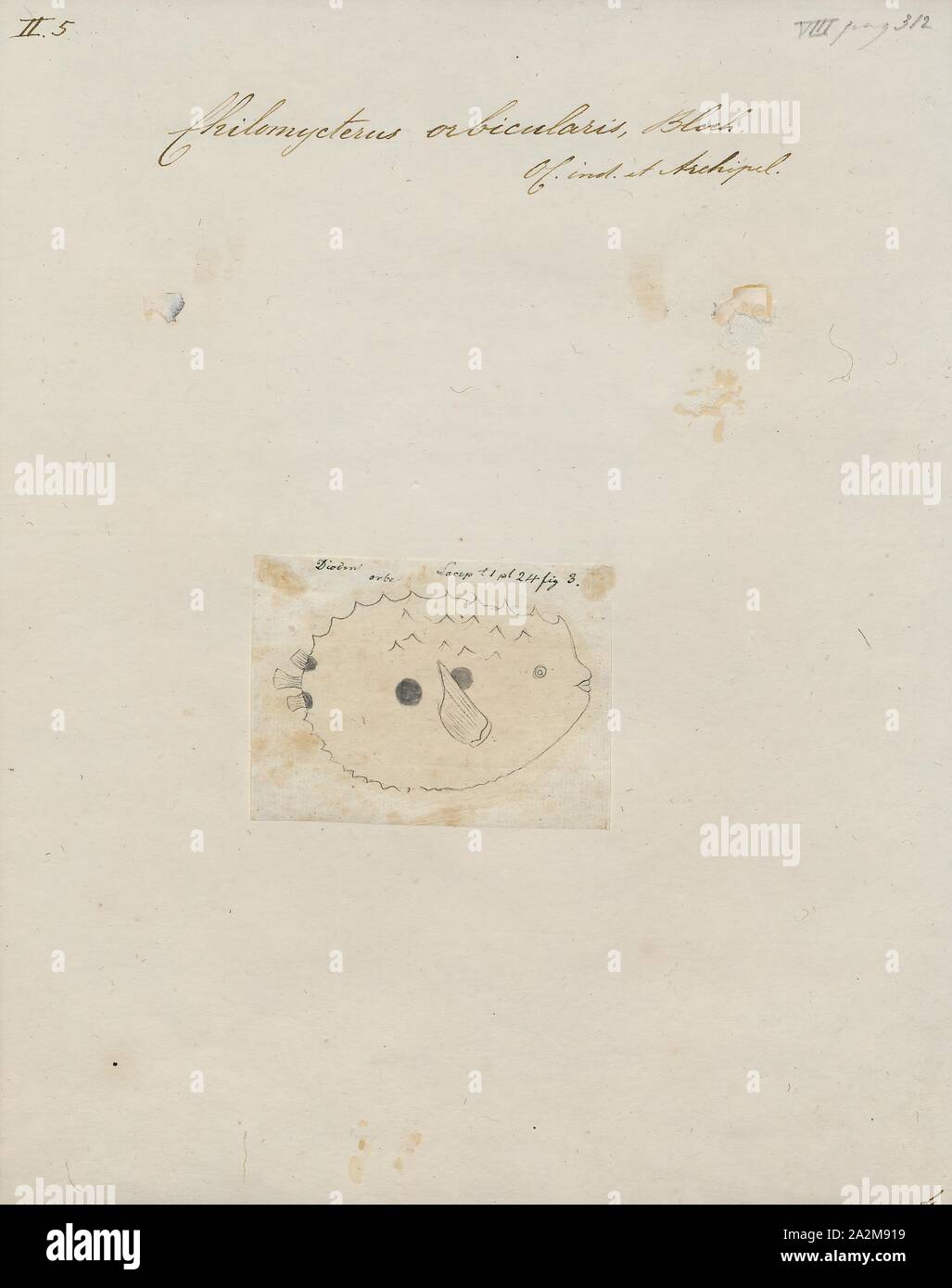 Chilomycterus orbicularis, Drucken, 1700-1880 Stockfoto