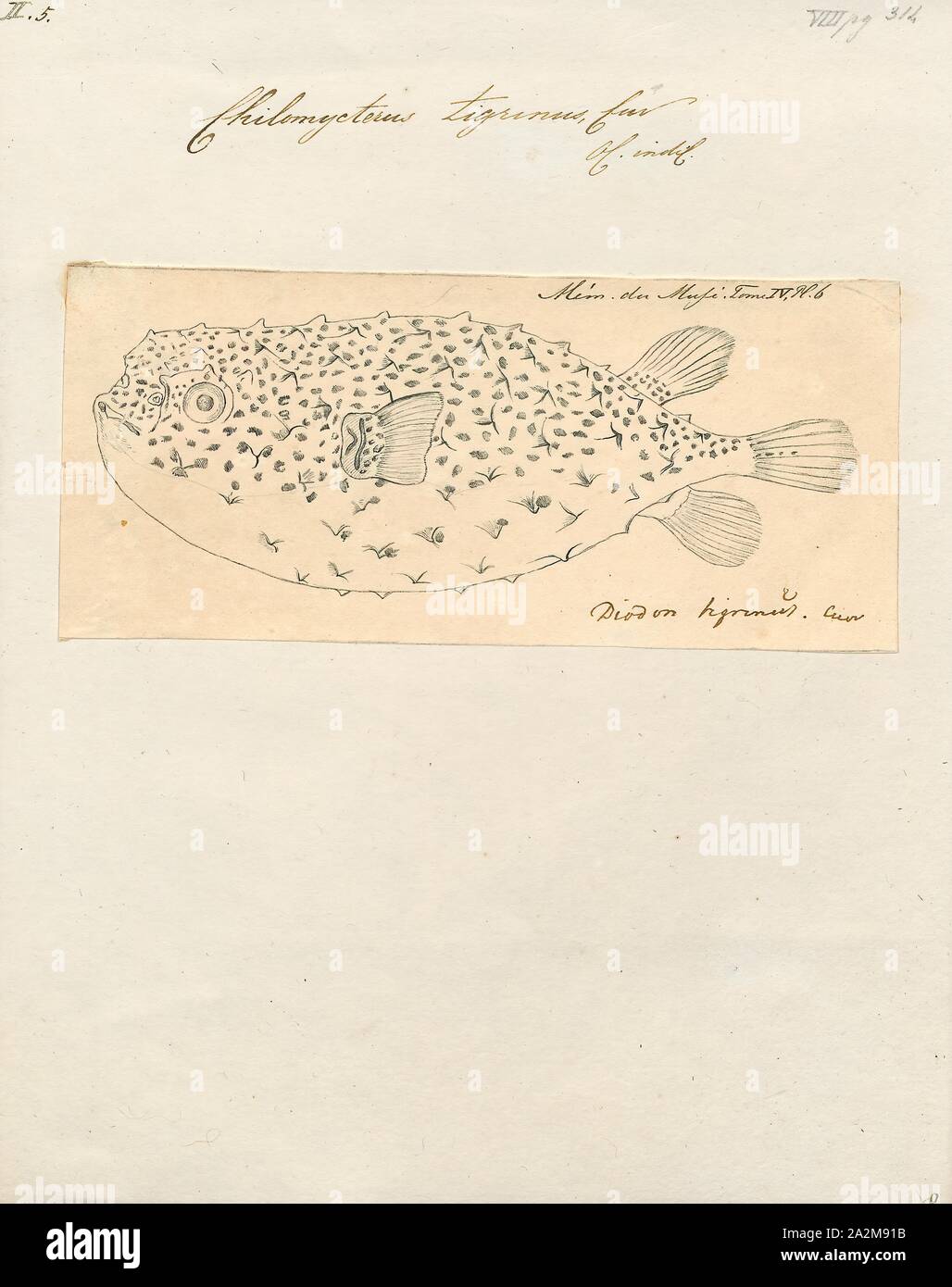 Chilomycterus tigrinus, Drucken, 1700-1880 Stockfoto