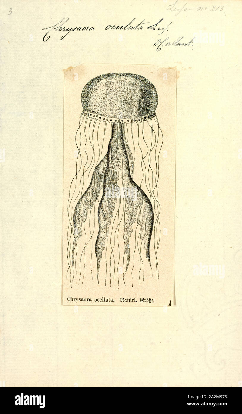 Chrysaora oculata Fotos und Bildmaterial in hoher Auflösung Alamy