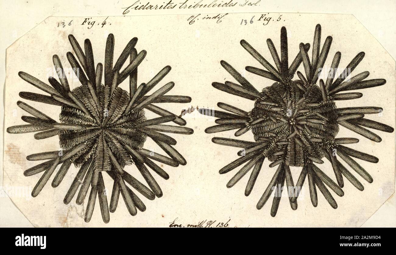 Cidaroida Fotos und Bildmaterial in hoher Auflösung Alamy