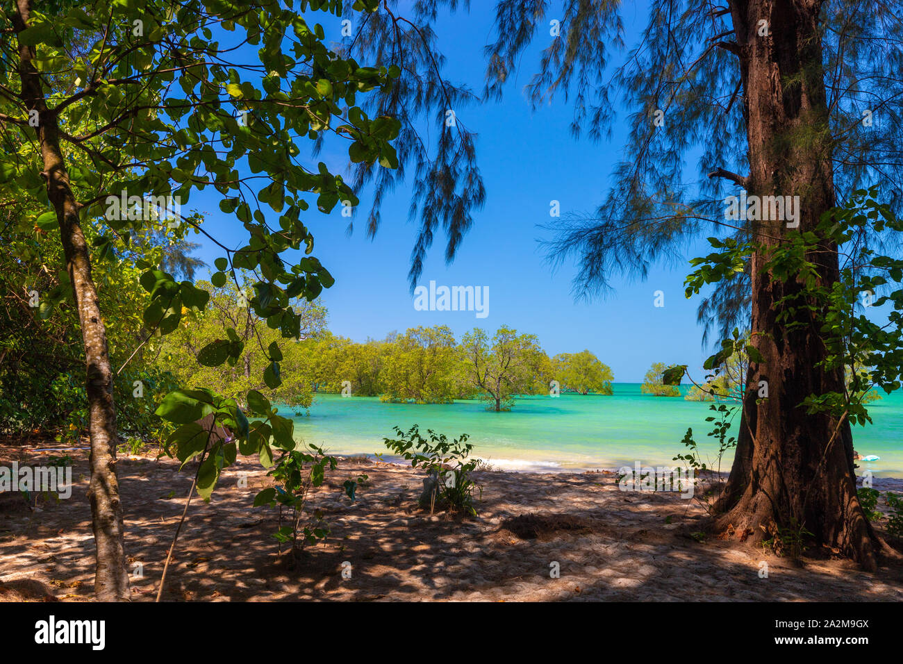 Idyllischen tropischen Strand mit riesigen Bäumen in Ko Phayam Island, Thailand Stockfoto