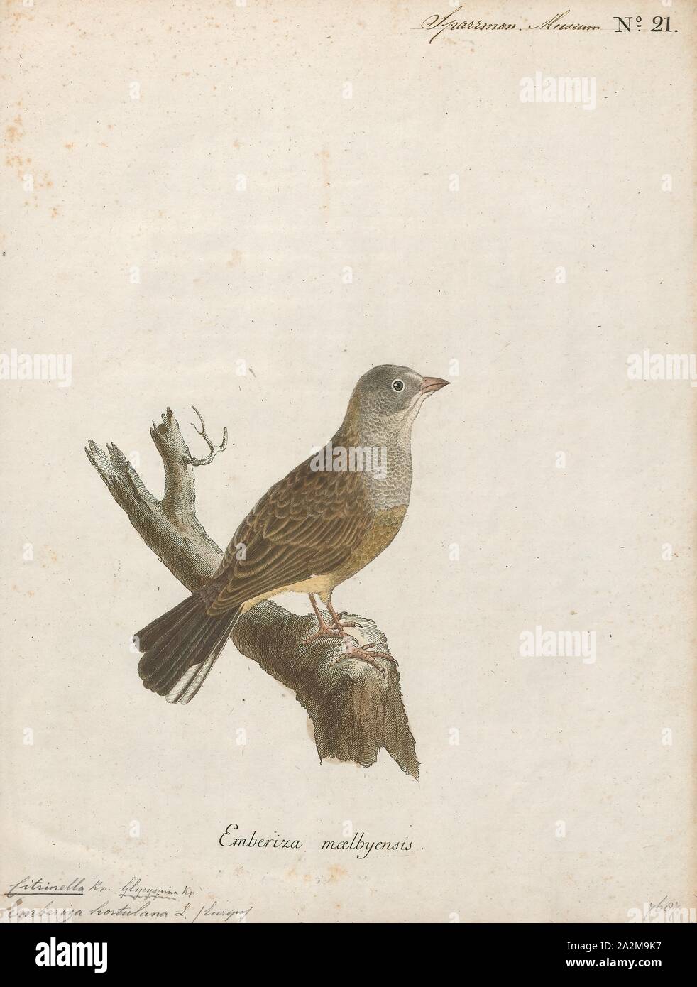 Hortulana Citrinella, Drucken, 1786-1789 Stockfoto