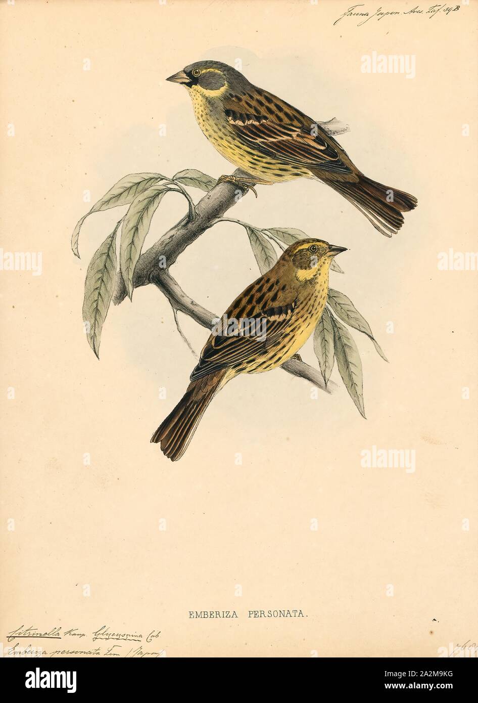 Citrinella personata, Drucken, 1833-1850 Stockfoto