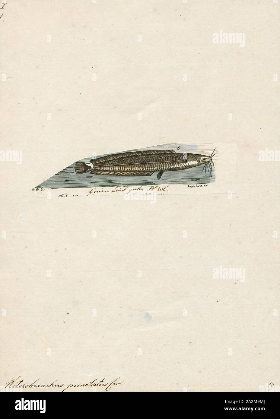 Clarias magur, Drucken, Clarias ist eine Gattung der Welse (Siluriformes) der Familie airbreathing Clariidae, die Welse. Der Name ist aus dem Griechischen chlaros, was bedeutet, lebendig, in Bezug auf die Fähigkeit der Fisch für eine lange Zeit außerhalb des Wassers zu leben., 1700-1880 abgeleitet Stockfoto