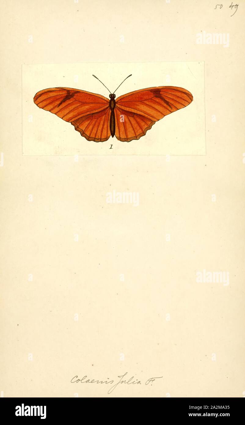 Colaenis, Drucken, Dryas Iulia (oft falsch Julia geschrieben), gemeinhin als Julia Butterfly, Julia heliconian, die Flamme, oder flambeau, ist eine Pflanzenart aus der Gattung der Bürste-footed (oder nymphalid) Schmetterling. Der einzige Vertreter seiner Gattung Dryas, ist heimisch von Brasilien nach Süden von Texas und Florida, und im Sommer können manchmal so weit nördlich wie östlichen Nebraska gefunden werden. Über 15 Unterarten beschrieben worden Stockfoto