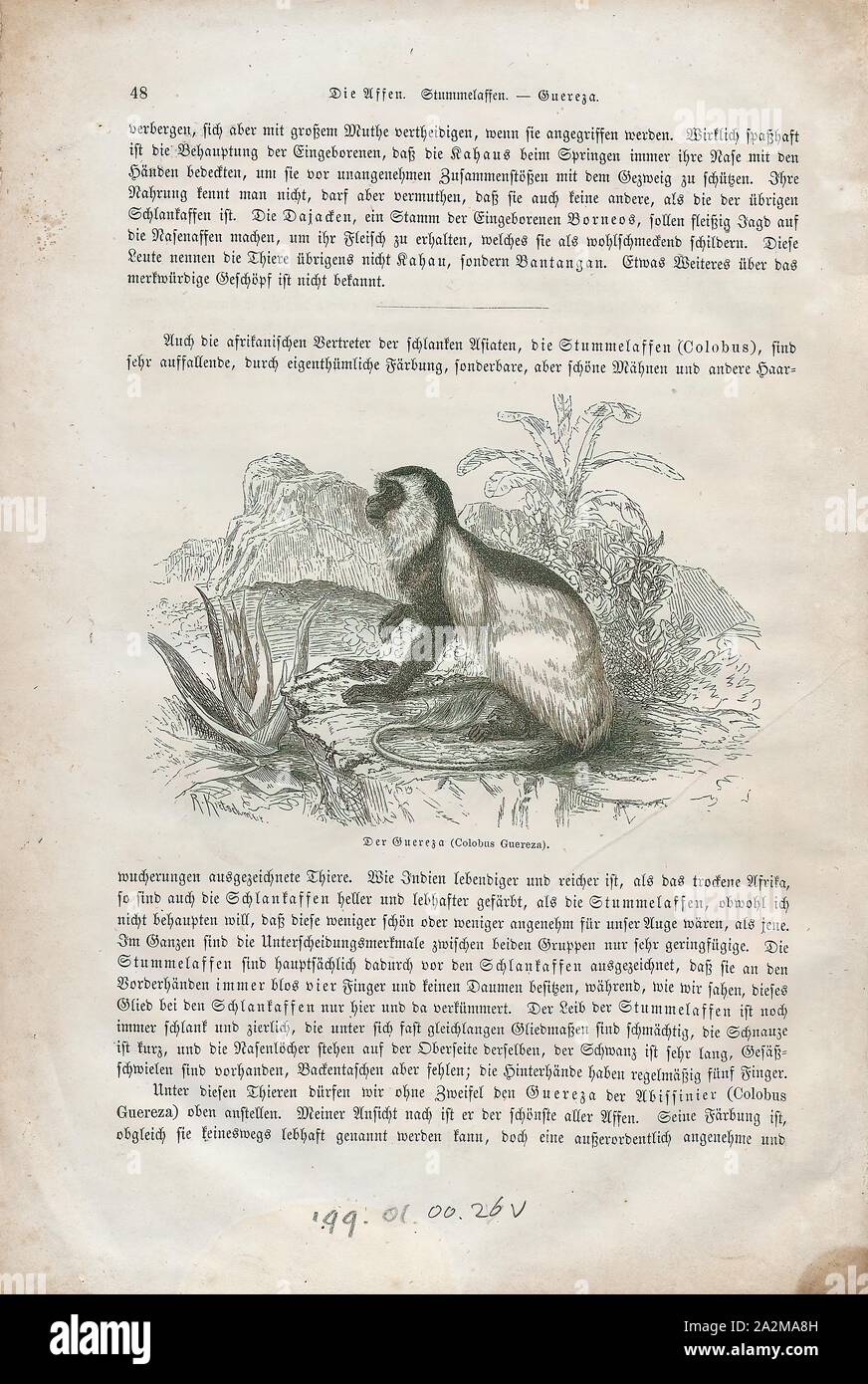 Colobus guereza, Drucken, die mantelbrüllaffen guereza (Colobus guereza), auch einfach als guereza bekannt, der östlichen schwarz-weißen Colobus, oder die Abessinier schwarz-weißen colobus, ist eine schwarz-weiße Stummelaffen, eine Art von Affen der Alten Welt. Es ist viel von West Zentral- und Ostafrika, darunter Kamerun, Äquatorialguinea, Nigeria, Äthiopien, Kenia, Tansania, Uganda und Tschad. Die Arten besteht aus mehreren Unterarten, der im Aussehen unterscheiden. Es hat ein unverwechselbares Erscheinungsbild, das in seinem Namen angedeutet wird; die langen, weißen Fransen Haar die entlang jeder Seite des schwarzen Stamm bekannt sind. Stockfoto