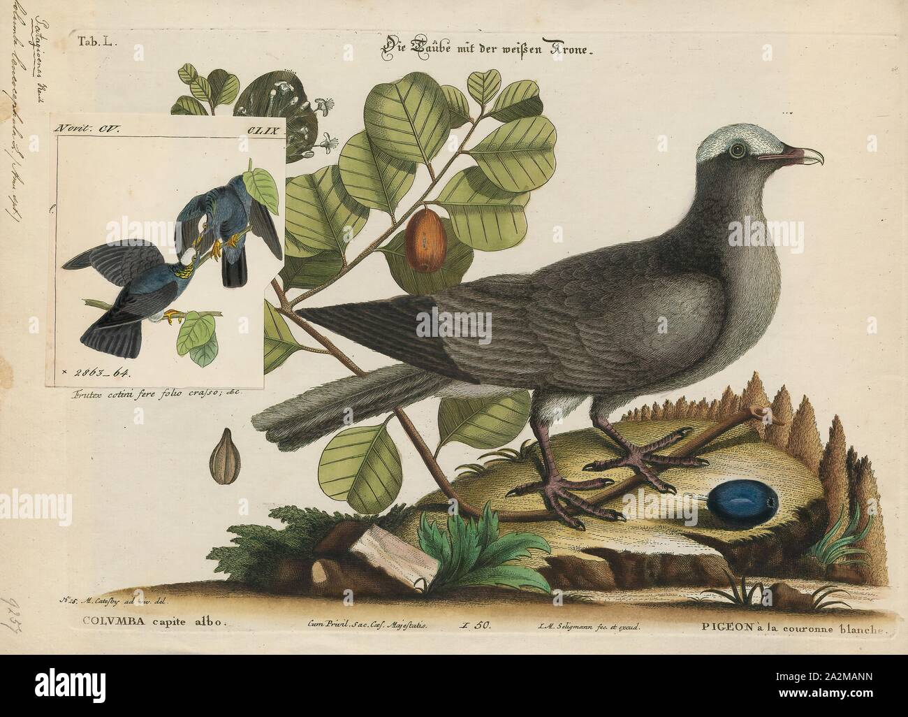 Columba leucocephala, Drucken, die Weiße-gekrönten Taube (Patagioenas leucocephala, ehemals Columba leucocephala) ist eine Vogelart aus der Familie der Tauben (Columbidae und Tauben). Er bewohnt die nördlichen und zentralen Karibische Inseln und einige Plätze auf dem Nord- und Mittelamerikanischen Festland. John James Audubon malte die Tauben, einschließlich das Aquarell in seiner Arbeit Vögel von Amerika, im frühen 19. Jahrhundert veröffentlicht., 1700-1880 Stockfoto