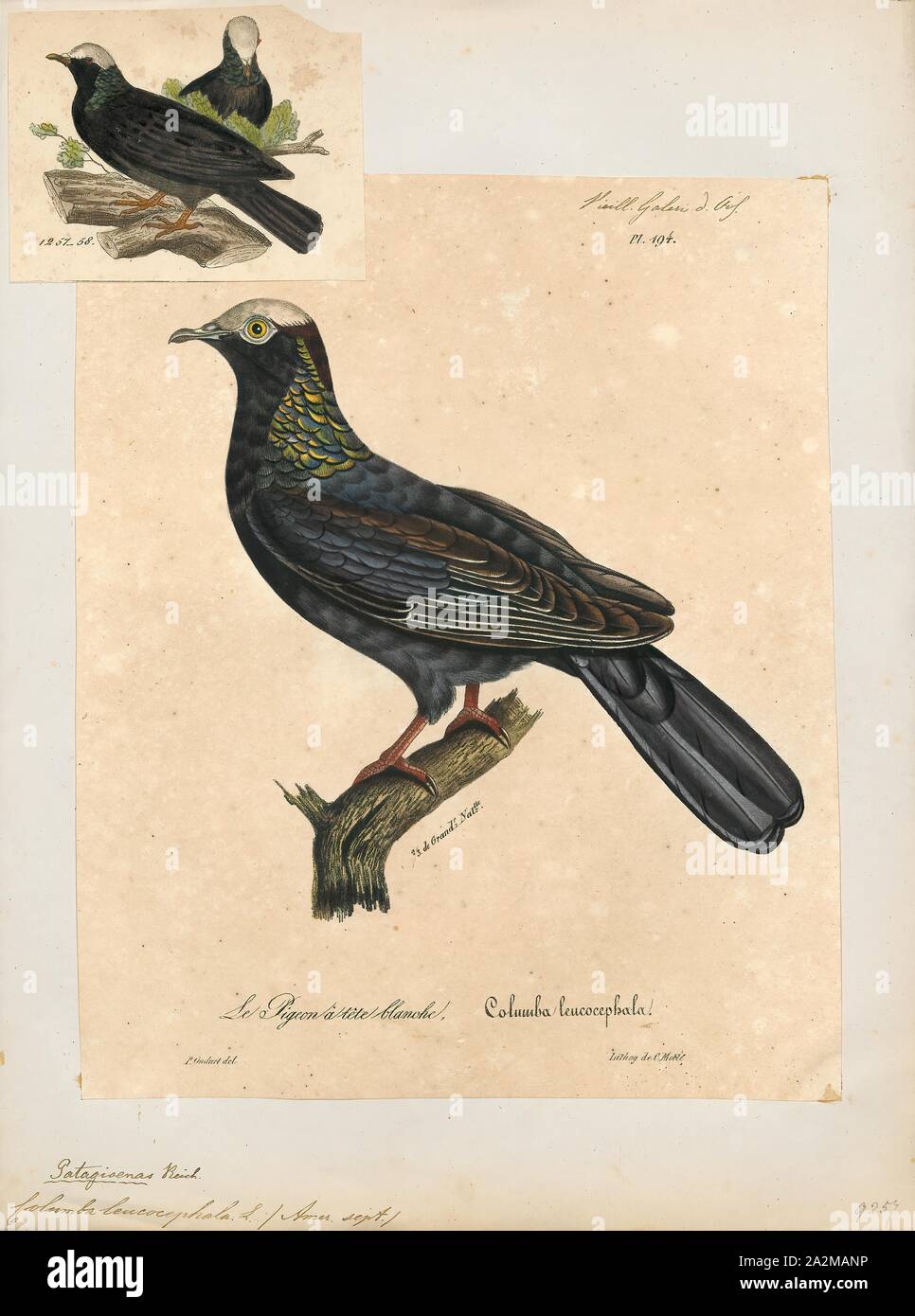 Columba leucocephala, Drucken, die Weiße-gekrönten Taube (Patagioenas leucocephala, ehemals Columba leucocephala) ist eine Vogelart aus der Familie der Tauben (Columbidae und Tauben). Er bewohnt die nördlichen und zentralen Karibische Inseln und einige Plätze auf dem Nord- und Mittelamerikanischen Festland. John James Audubon malte die Tauben, einschließlich das Aquarell in seiner Arbeit Vögel von Amerika, im frühen 19. Jahrhundert veröffentlicht., 1825-1834 Stockfoto