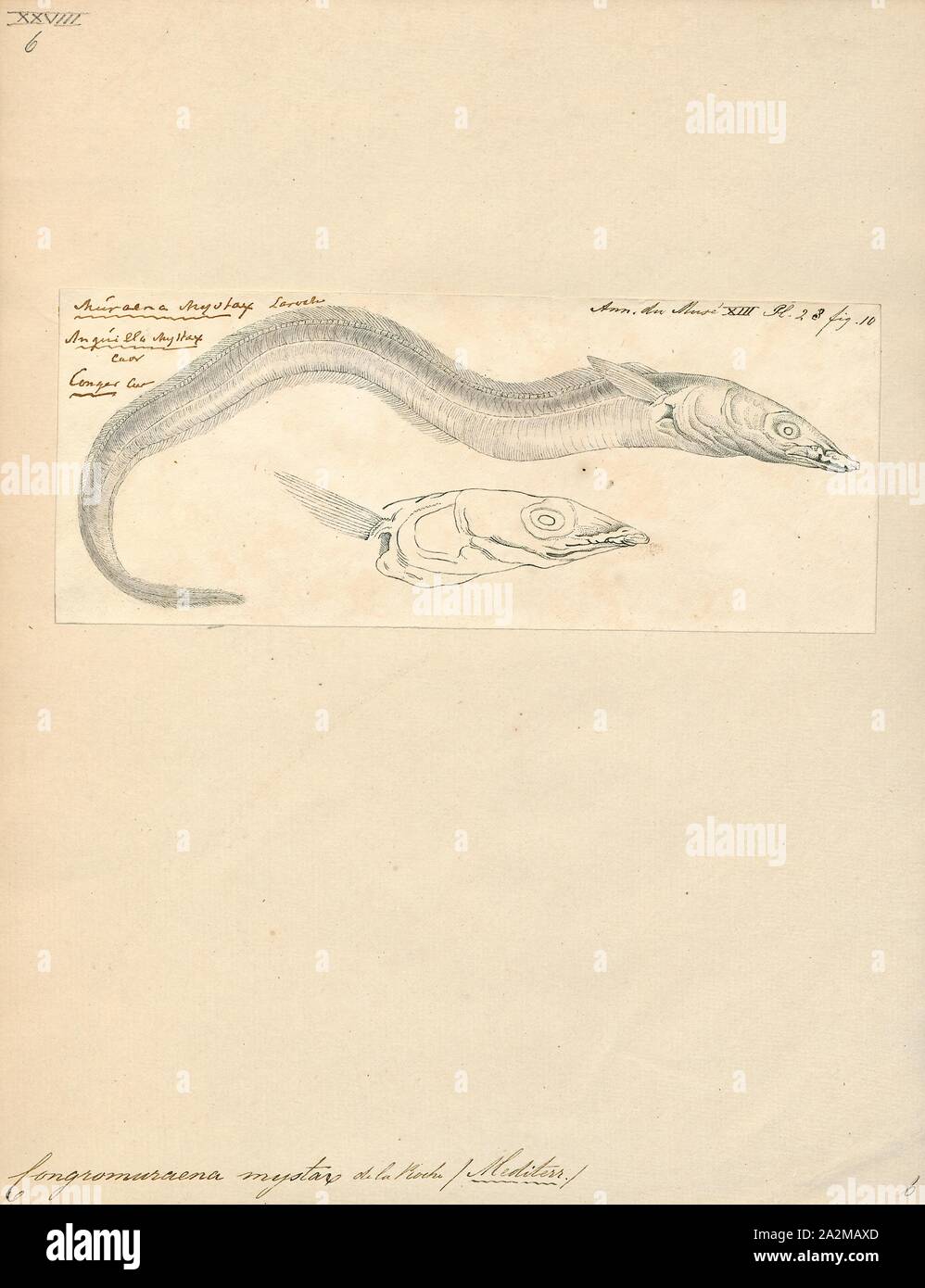 Congromuraena mystax, Ausdrucken, die Thinlip conger (Gnathophis mystax, auch als die Blacktailed conger bekannt) ist ein Aal in der Familie (Congridae conger/röhrenaale). Es wurde von François Étienne Delaroche im Jahre 1809 beschrieben, die ursprünglich unter der Gattung Muraena. Es ist ein subtropisches, marine Aal, die von der östlichen Atlantik bekannt ist, darunter im südlichen Portugal, dem Mittelmeerraum, und Marokko. Er wohnt in einer Tiefe von 75 - 800 Metern und bewohnt, Schlamm und Sand am Kontinentalhang. Männer können eine maximale Gesamtlänge von 60 Zentimetern erreichen, die aber mehr erreichen einen TL von 35 Zentimetern Stockfoto