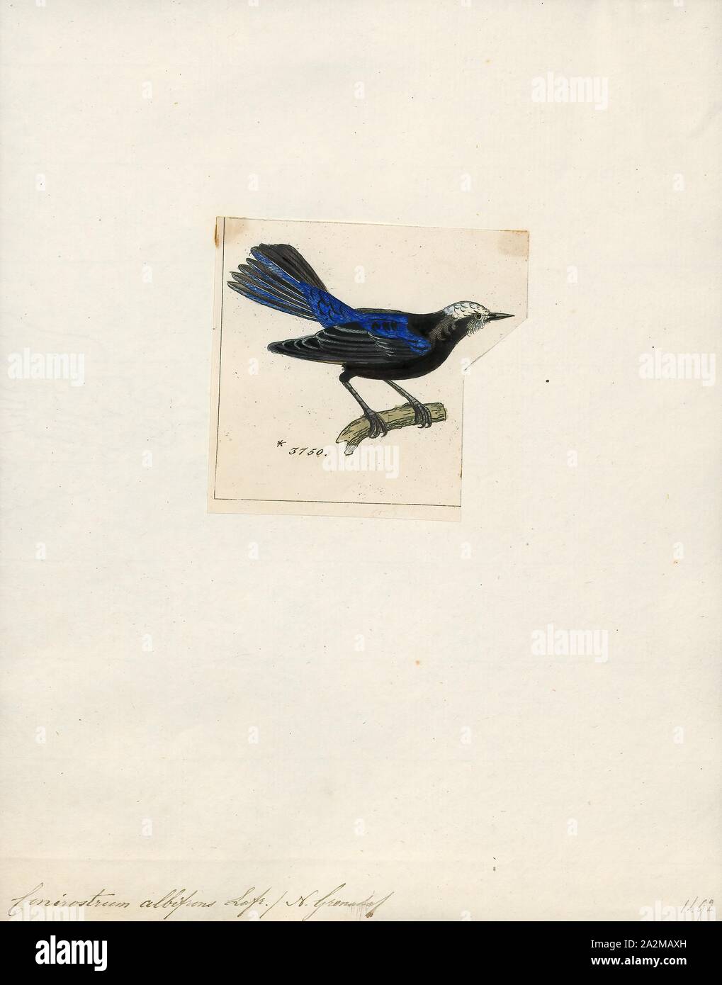 Conirostrum albifrons, Drucken, die verschlossene conebill (Conirostrum Albifrons) ist eine Vogelart aus der Familie Thraupidae., 1820-1860 Stockfoto