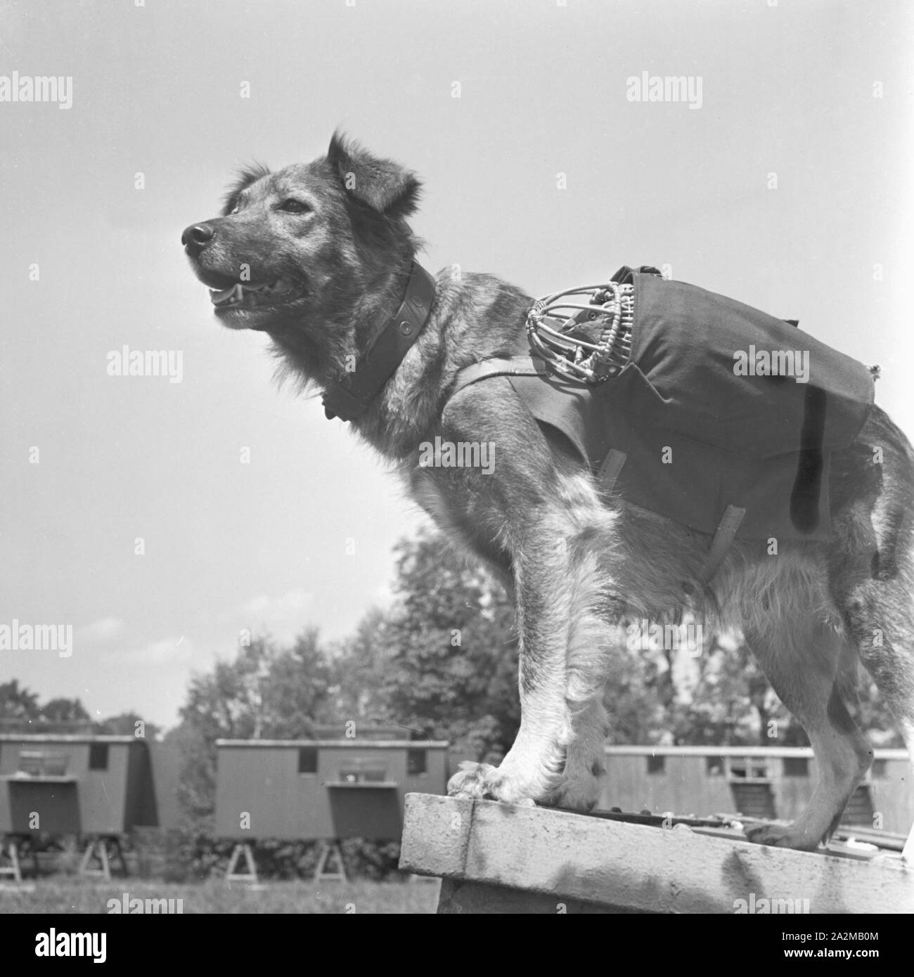 Original-Bildunterschrift: Der Hund wird in der vordersten Linie von einem Soldaten abgenommen, um die mitgebrachten Brieftauben mit Meldung zurückzuschicken, 5/6 des Manövers, Deutschland 1940er Jahre. Während einer Übung, die brieftauben, die von Hund brachte, sind zurück mit einer Nachricht, Deutschland 1940 s gesendet. Stockfoto