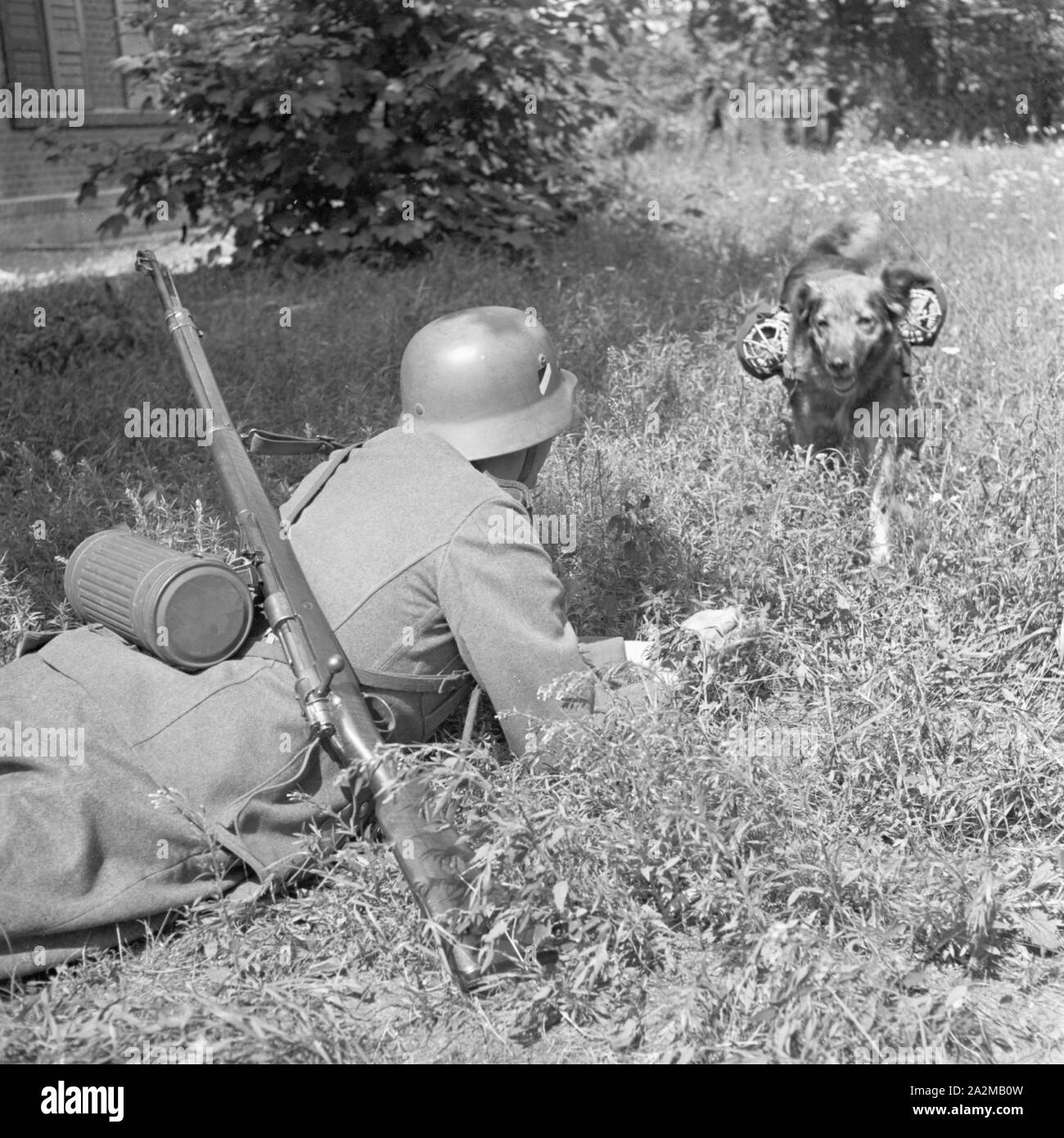 Original-Bildunterschrift: Der Hund, der Sterben Brieftauben überbringt, wird von einem Soldaten in der vordersten Linie abgenommen, Deutschland 1940er Jahre. Der Hund, der die brieftaube an die Front bringt, ist von einem Soldaten empfangen, Deutschland 1940. Stockfoto