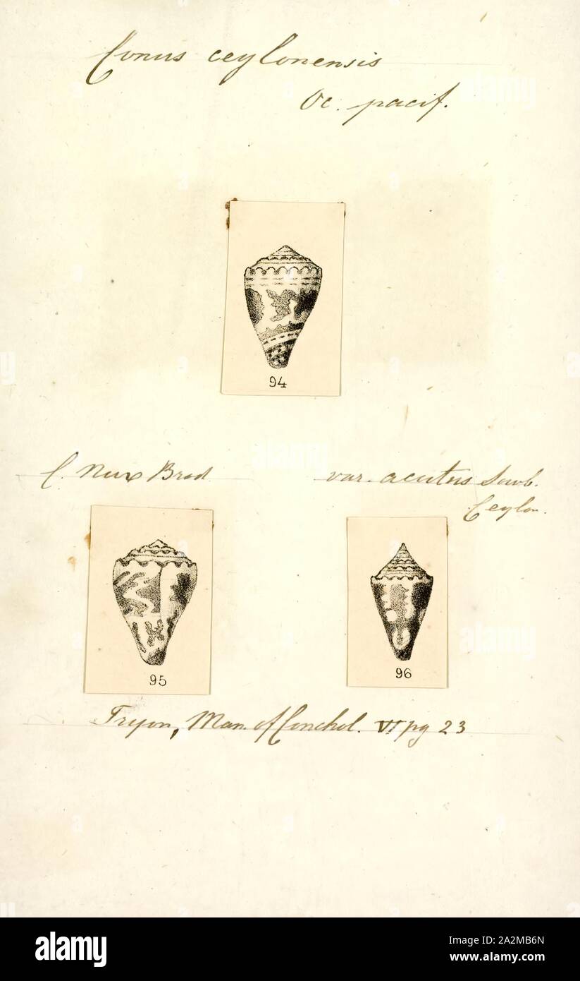 Conus ceylonensis Fotos und Bildmaterial in hoher Auflösung Alamy