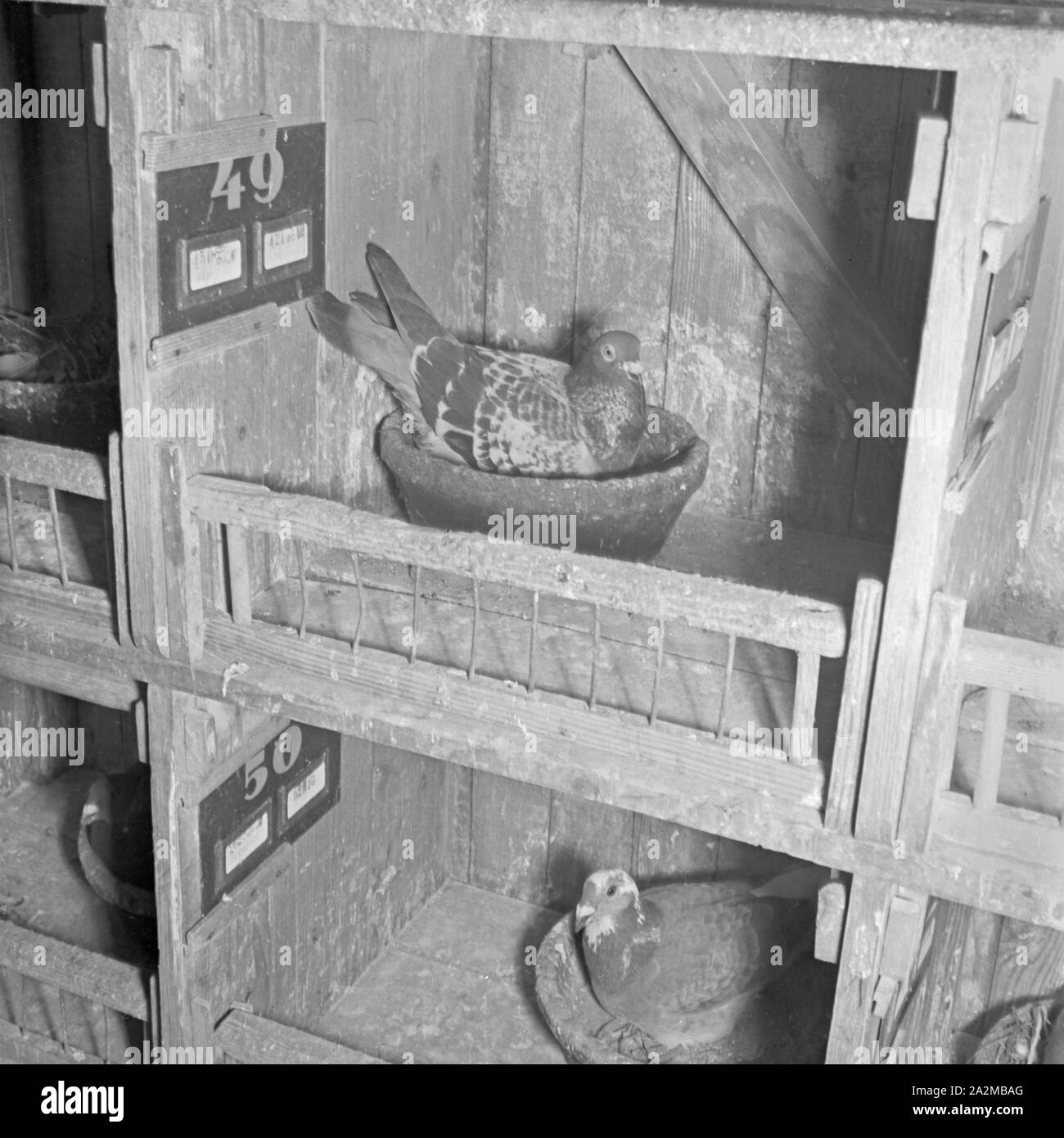 Original-Bildunterschrift: in der Zuchtanstalt für Heeresbrieftauben: 5/6 der Brutzeit im Schlag; sämtliche Tauben sind genau registriert, um durch Paarung der Begabten sterben Leistungen zu steigern, Deutschland 1940er Jahre. Zucht Phase an den pgeonry: alle Tauben sind für die Zucht der besten Vogel, um ihre Leistung zu erhöhen registriert, Deutschland 1940. Stockfoto