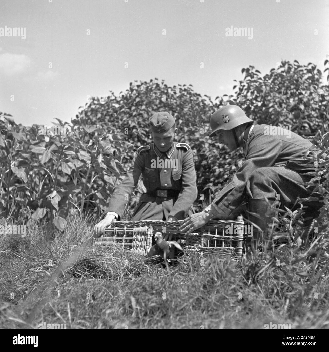 Original-Bildunterschrift: der erste Ausflug einer Heeresbrieftaube vom Korb im Gelände zur Anstalt - ein großes Erlebnis im Leben einer Brieftaube, Deutschland 1940er Jahre. Die erste Rückflug einer brieftaube von Außerhalb zurück zu seinen pigeonry - was für ein Erlebnis, Deutschland 1940. Stockfoto