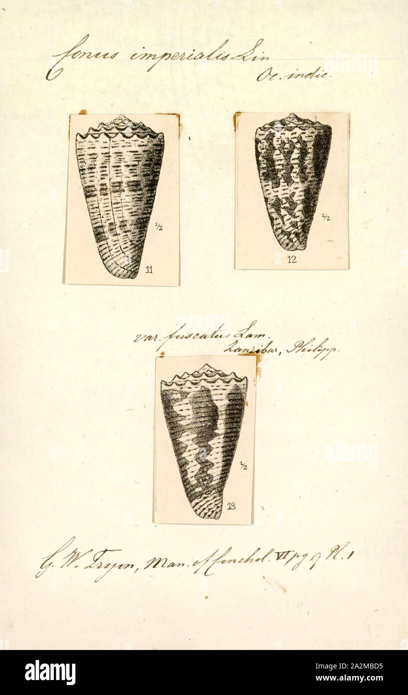 Conus imperialis, Drucken, Conus imperialis, Common Name der kaiserlichen Kegel, ist eine Pflanzenart aus der Gattung der Seeschnecke, aus der Familie der Conidae, Kegelschnecken und ihre Verbündeten. Stockfoto