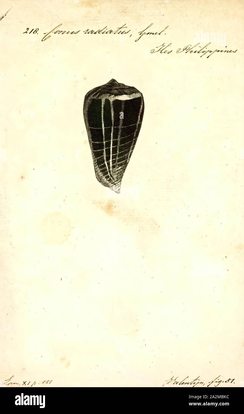 Conus radiatus, Drucken, Conus radiatus, Common Name der geröntgt Kegel, ist eine Pflanzenart aus der Gattung der Seeschnecke, aus der Familie der Conidae, Kegelschnecken und ihre Verbündeten. Stockfoto