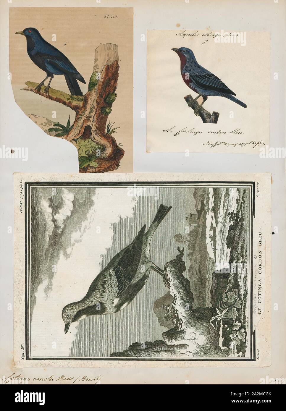 Cotinga gracilis, Ausdrucken, die cotingas sind eine große Familie, Cotingidae, der suboscine aus Vögel in Mittelamerika und tropisches Südamerika gefunden. Cotingas sind Vögel der Wälder und Waldränder, dass primäre Frugivorous sind. Sie haben alle Breiten Rechnungen mit angespannt Tipps, abgerundeten Flügel, und starke Beine. Sie erstrecken sich in der Größe von 12 - 13 cm (4.7 - 5.1 in.) von der feurig-throated fruiteater (Pipreola chlorolepidota) bis zu 48 - 51 cm (19 - 20) des Amazonas (Cephalopterus umbrellabird Ornatus)., 1700-1880 Stockfoto