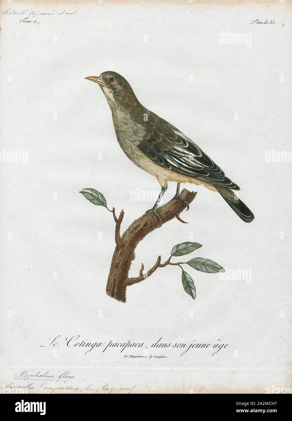 Cotinga pompadora, Ausdrucken, die cotingas sind eine große Familie, Cotingidae, der suboscine aus Vögel in Mittelamerika und tropisches Südamerika gefunden. Cotingas sind Vögel der Wälder und Waldränder, dass primäre Frugivorous sind. Sie haben alle Breiten Rechnungen mit angespannt Tipps, abgerundeten Flügel, und starke Beine. Sie erstrecken sich in der Größe von 12 - 13 cm (4.7 - 5.1 in.) von der feurig-throated fruiteater (Pipreola chlorolepidota) bis zu 48 - 51 cm (19 - 20) des Amazonas (Cephalopterus umbrellabird Ornatus)., 1801 Stockfoto