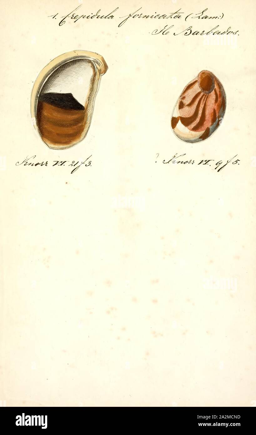 Crepidula fornicata, Drucken, die gemeinsame Slipper, (Crepidula fornicata Shell), hat viele weitere Namen, einschließlich der gemeinsamen Atlantischen slippersnail, Boot, quarterdeck Shell Shell, Kopulierende slipper Schnecke, Atlantic slipper Limpet und ist in Großbritannien als "gemeinsame Slipper limpet" bekannt. Dies ist eine Pflanzenart aus der Gattung der mittleren Seeschnecke aus der Familie Calyptraeidae, den Pantoffel Schnecken und Tasse und Untertasse Schnecken Stockfoto
