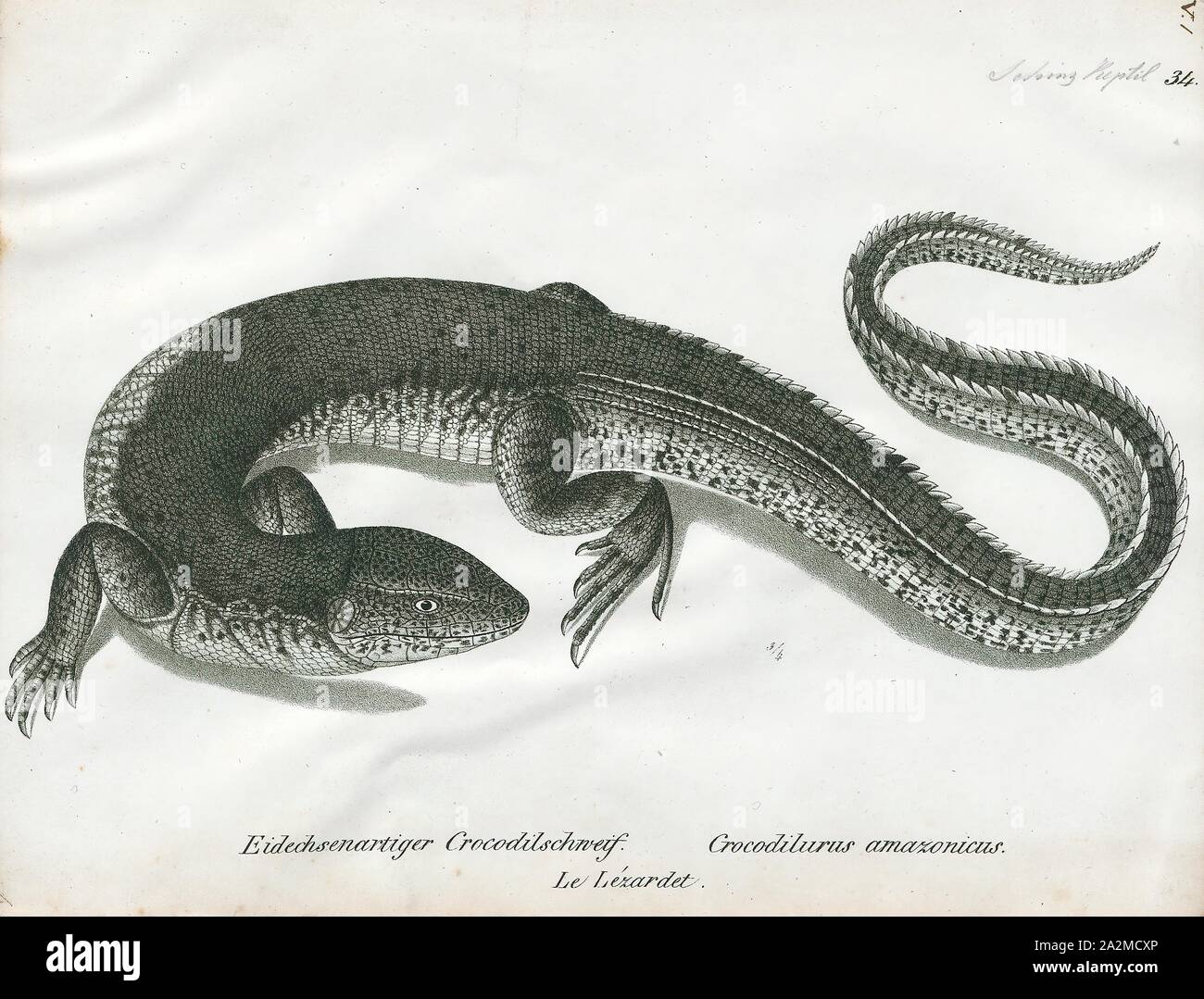 Crocodilurus Crocodilurus amazonicus, Drucken, ist eine Echse, die Gattung gehört zur Familie Teiidae. Es ist Monotypische, mit nur einem einzigen beschriebenen Arten Crocodilurus amazonicus, das Krokodil tegu. Diese semiaquatic Eidechse hat eine abgeflachte, Paddeln - wie Schwanz und ist im Amazonasbecken und Guyana Schild in Südamerika gefunden. Er ernährt sich von Arthropoden, Amphibien, Reptilien und Fische., 1700-1880 Stockfoto