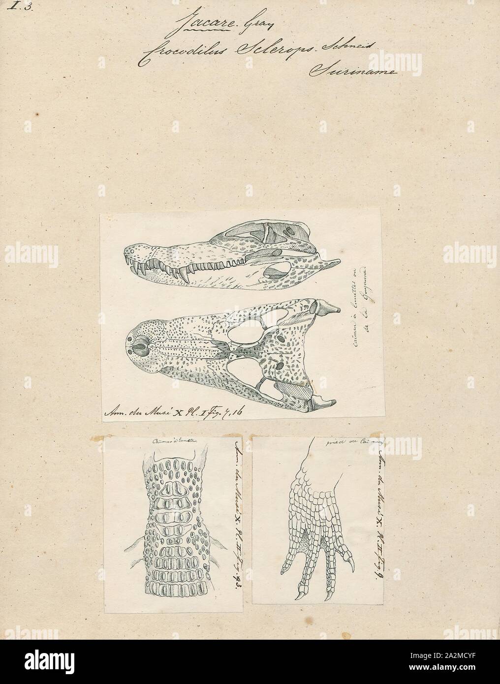 Crocodilus sclerops, Ausdrucken, die brillenbär Kaimane (Caiman crocodilus), die auch als Weiße Kaiman, gemeinsame Kaiman bekannt, und gesprenkelte Kaimane, Krokodile in der Familie Alligatoridae. Es ist bräunlich, grünlich oder gelblich-grau gefärbt und hat ein Spektakel - wie Grat zwischen die Augen, das ist, wo die Common Name aus. Es wächst auf eine Länge von 1,4 - 2,5 Meter (4,6 - 8,2 m) und ein Gewicht von 7 - 40 kg (15 - 88 lb), mit Männern, sowohl länger und schwerer als die Weibchen. Seine Nahrung variiert saisonal, üblicherweise bestehend aus Krabben, Fische, Säugetiere, und Schnecken. Die Zucht erfolgt von Mai bis August Stockfoto