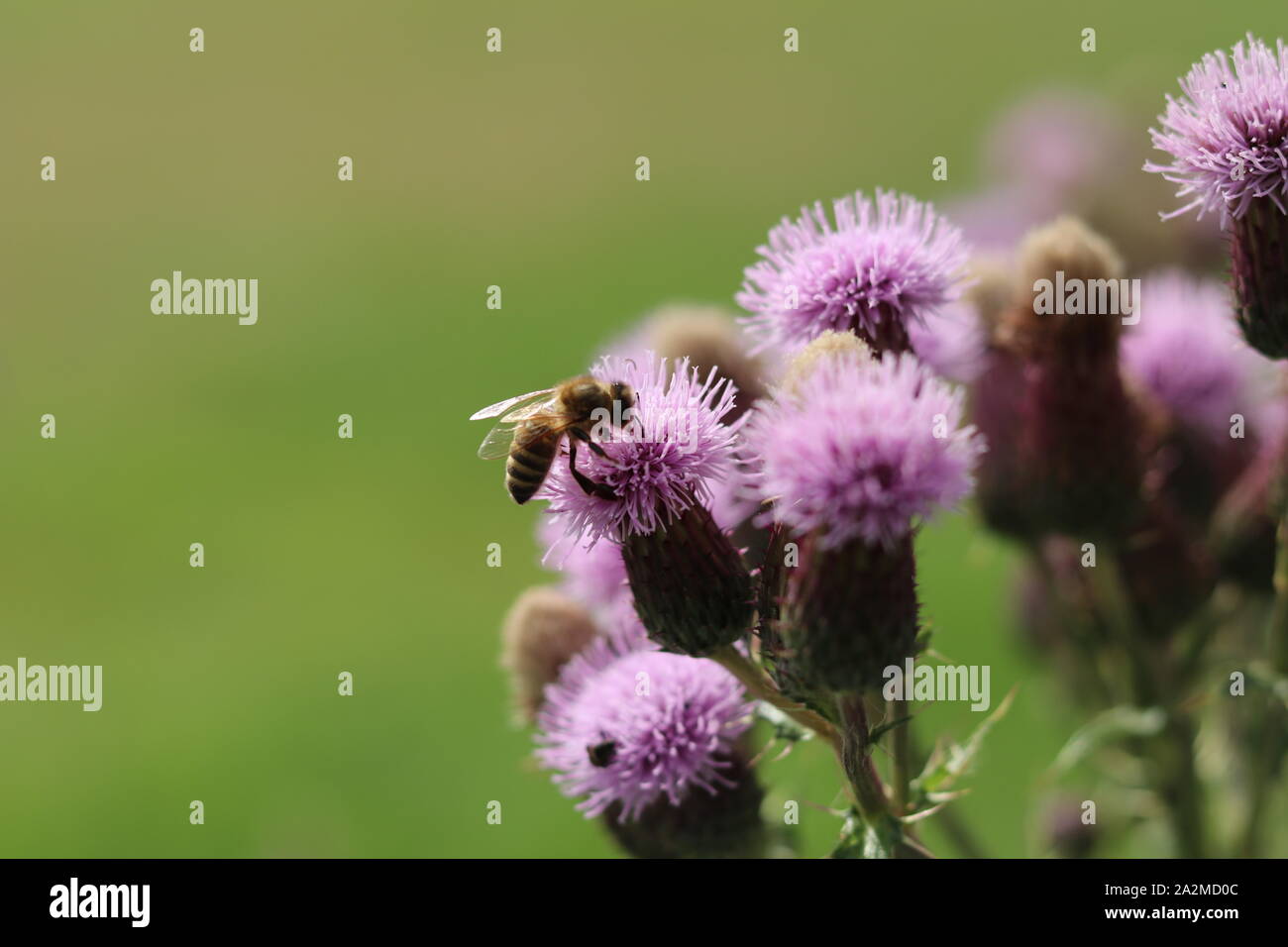 Eine Biene auf Distel. Stockfoto