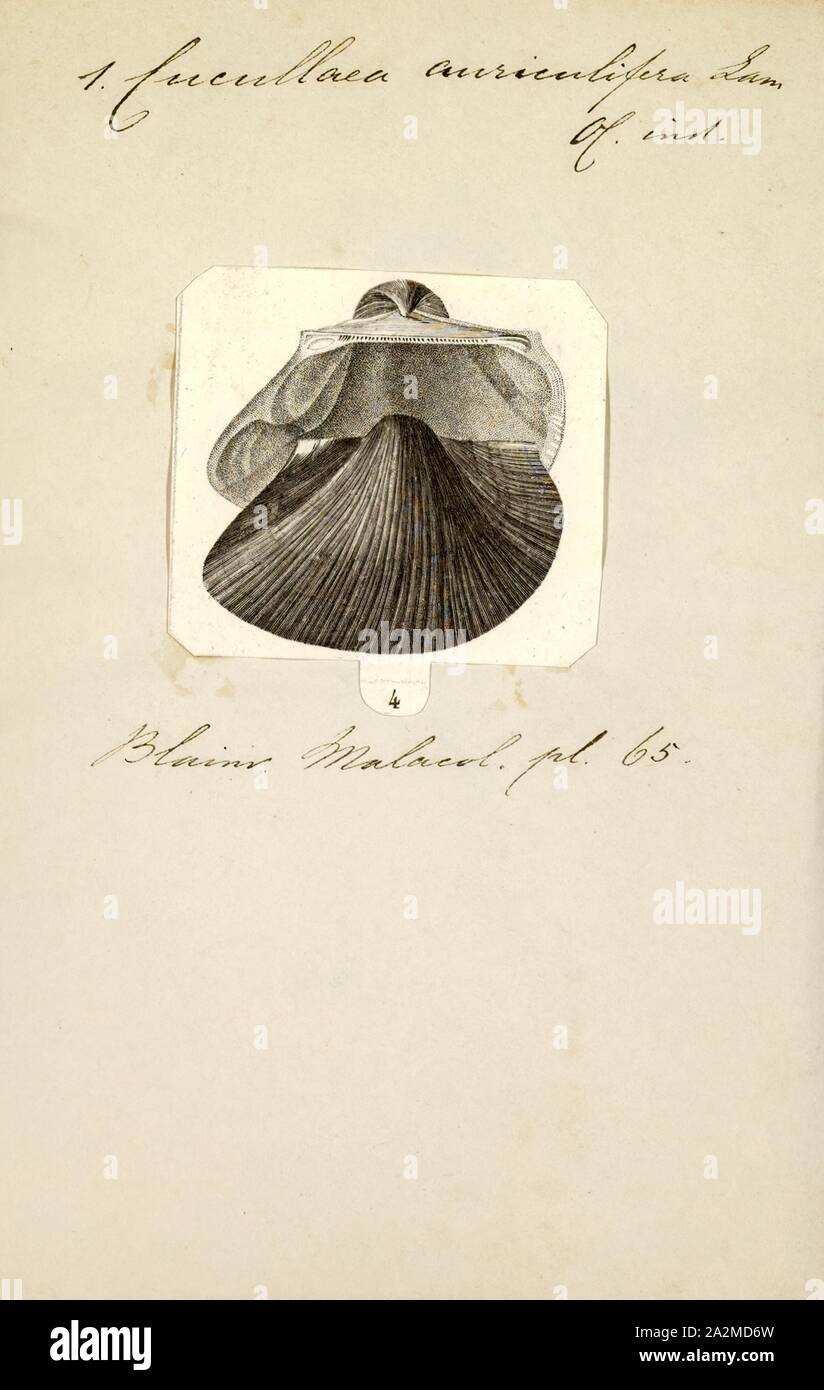 Cucullaea auriculifera, Drucken, Falsche lade Schale, die falschen Lade shells (Cucullaea) sind eine Gattung der marine Muscheln an die Lade, Muscheln. Die Gattung ist das einzige Mitglied der Familie Cucullaeidae Stockfoto