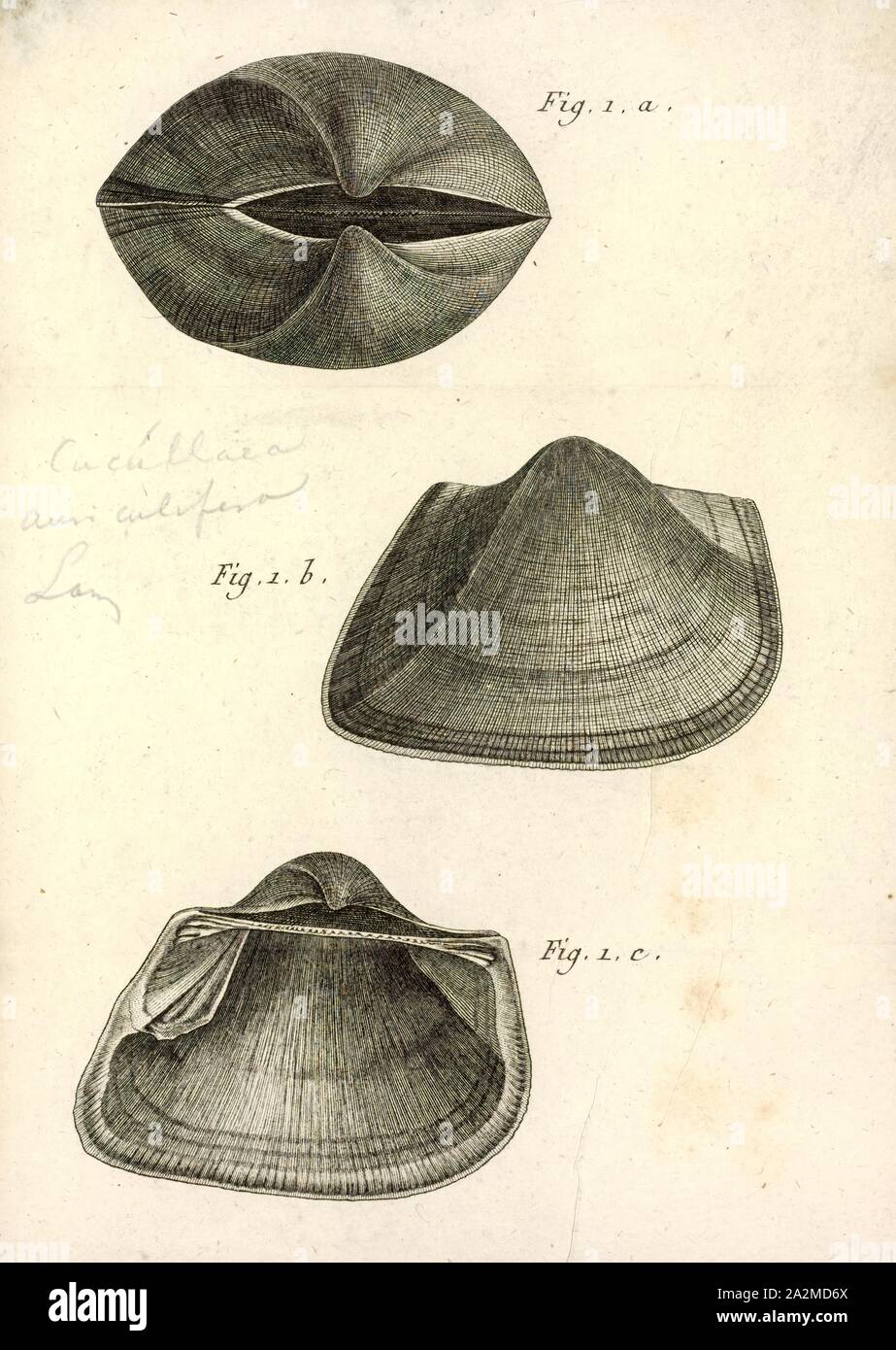 Cucullaea auriculifera, Drucken, Falsche lade Schale, die falschen Lade shells (Cucullaea) sind eine Gattung der marine Muscheln an die Lade, Muscheln. Die Gattung ist das einzige Mitglied der Familie Cucullaeidae Stockfoto