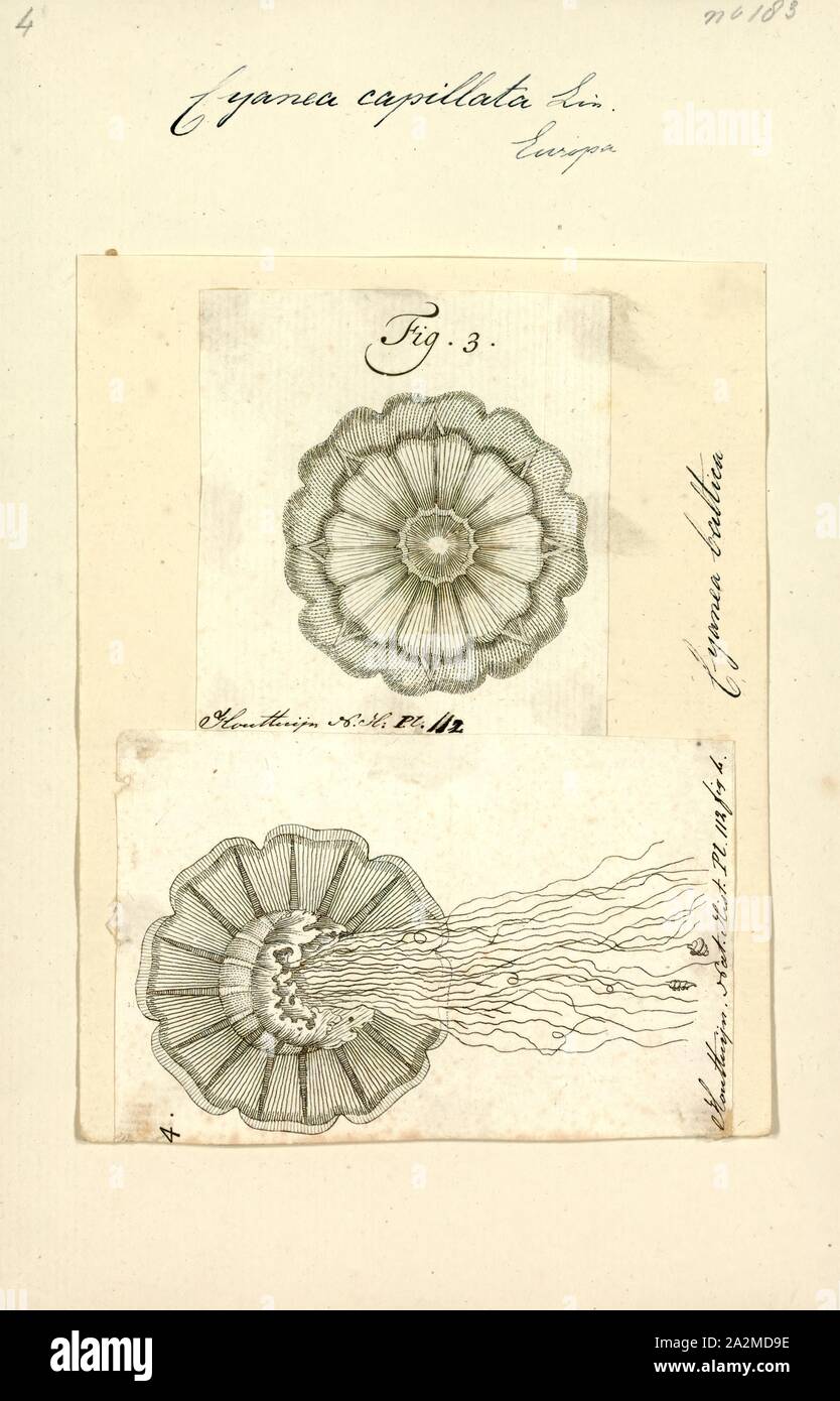 Cyanea capillata, Drucken, mane Jellyfish des Löwen, die auch als Riesen Quallen oder das Haar Gelee bekannt, ist die größte bekannte Arten von Quallen. Die Palette ist zu kalt, boreale Gewässern der Arktis beschränkt, nördlichen Atlantik und im nördlichen Pazifik. Es ist üblich, im Ärmelkanal, in der Irischen See, der Nordsee und im westlichen skandinavischen Gewässern südlich von Kattegat und Øresund. Es kann auch Drift in den südwestlichen Teil der Ostsee (wo es nicht Rasse aufgrund der geringen Salzgehalt). Ähnlich wie Quallen, die sich auf die gleiche Art werden - sind bekannte See in der Nähe von Australien und Neue zu bewohnen Stockfoto