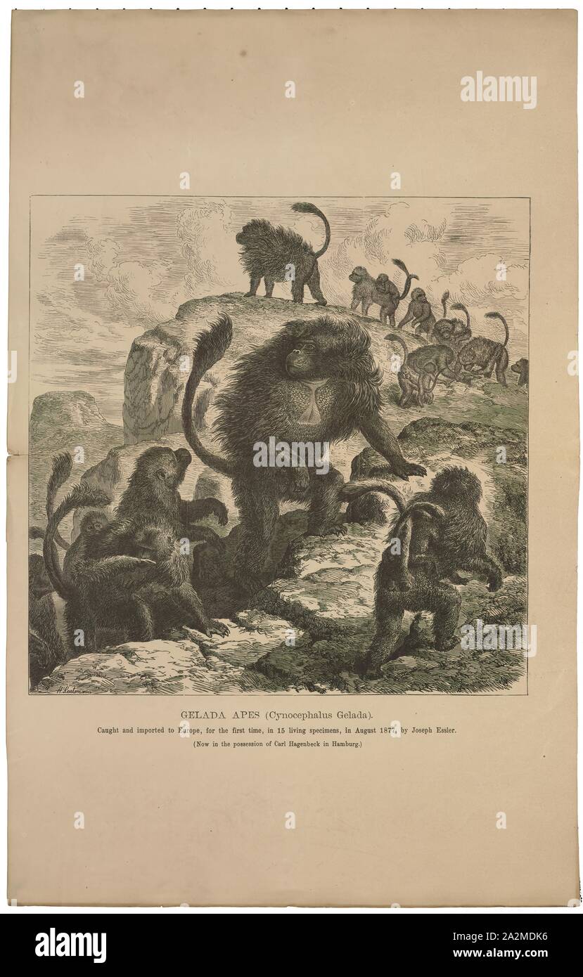 Cynocephalus gelada, Drucken, der Philippine Philippinische colugo Flying Lemur oder (Cynocephalus volans), bekannt als kagwang ist eine von zwei Arten von colugo oder 'fliegenden Lemuren'. Es ist Monotypische seiner Gattung. Obwohl ein Flying Lemur genannt, es kann nicht fliegen und ist nicht ein Lemur. Stattdessen gleitet es Sprünge unter Bäumen., 1700-1880 Stockfoto