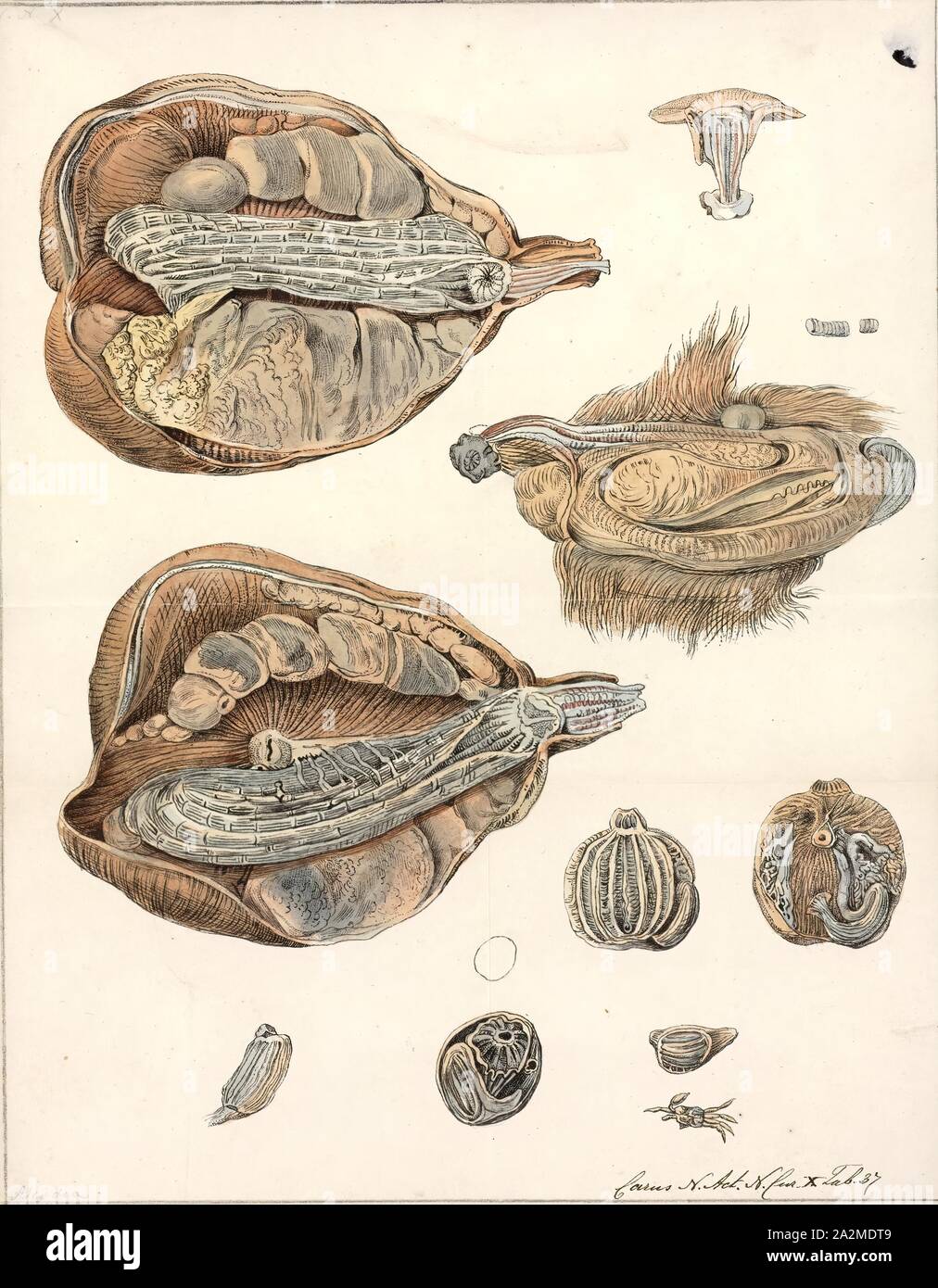 Cynthia microcosmus, Drucken, Flora und Fauna Animalia (Königreich) Chordata (Stamm) Tunicata (Subphylum) Ascidiacea (Klasse) Stolidobranchia (Bestellung) Pyuridae (Familie) Cynthia (Gattung) Cynthia microcosmus (Arten Stockfoto