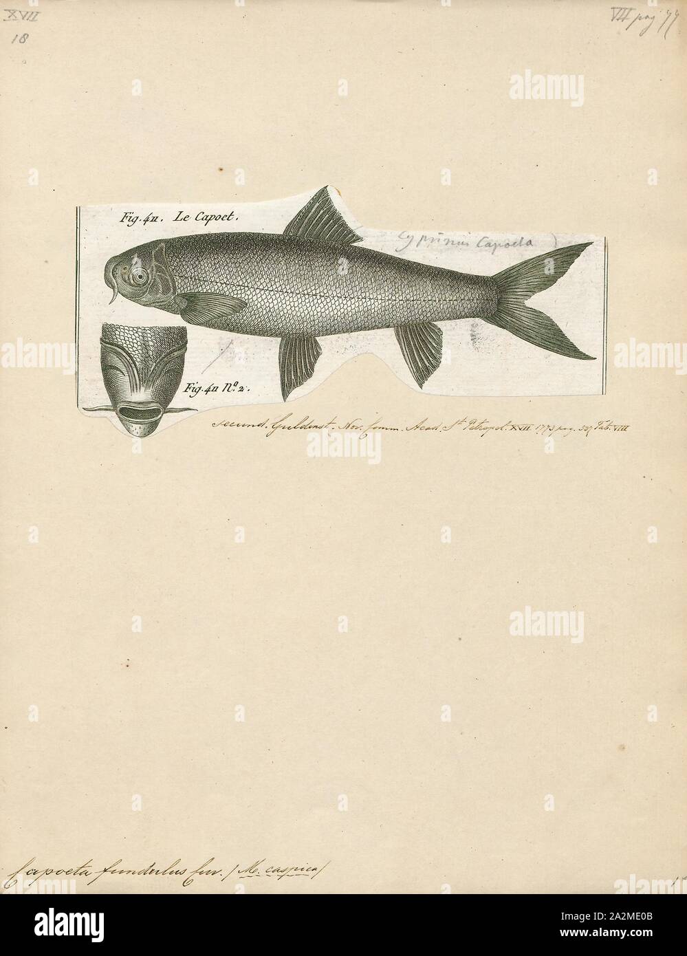 C carpio Fotos und Bildmaterial in hoher Auflösung Alamy