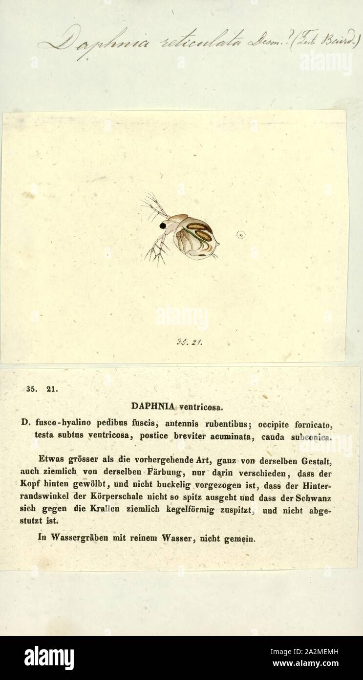 Daphnia reticulata Fotos und Bildmaterial in hoher Auflösung Alamy