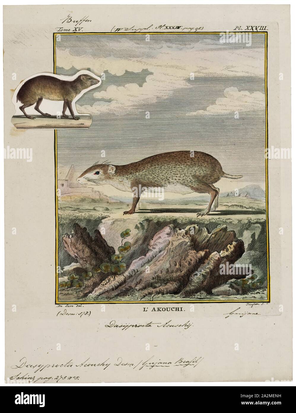 Dasyprocta acouchy, Drucken, Agouti, der Begriff Agouti (Spanisch: agutí) oder gemeinsame Agouti bezeichnet mehrere Nagetier Arten der Gattung Dasyprocta. Sie sind beheimatet in Mittelamerika, Nord- und Südamerika, und der im Süden der Kleinen Antillen. Einige Arten sind auch an anderer Stelle wurde in den Westindischen Inseln eingeführt. Sie sind zu Meerschweinchen und recht ähnlich sehen, aber sind größer und haben längere Beine. Die Arten unterscheiden sich in Farbe, Braun, rötlich, matt Orange, gräulich oder schwärzlich, aber in der Regel mit heller Unterseite. Ihre Körper sind bedeckt mit groben Haar, das ist Stockfoto
