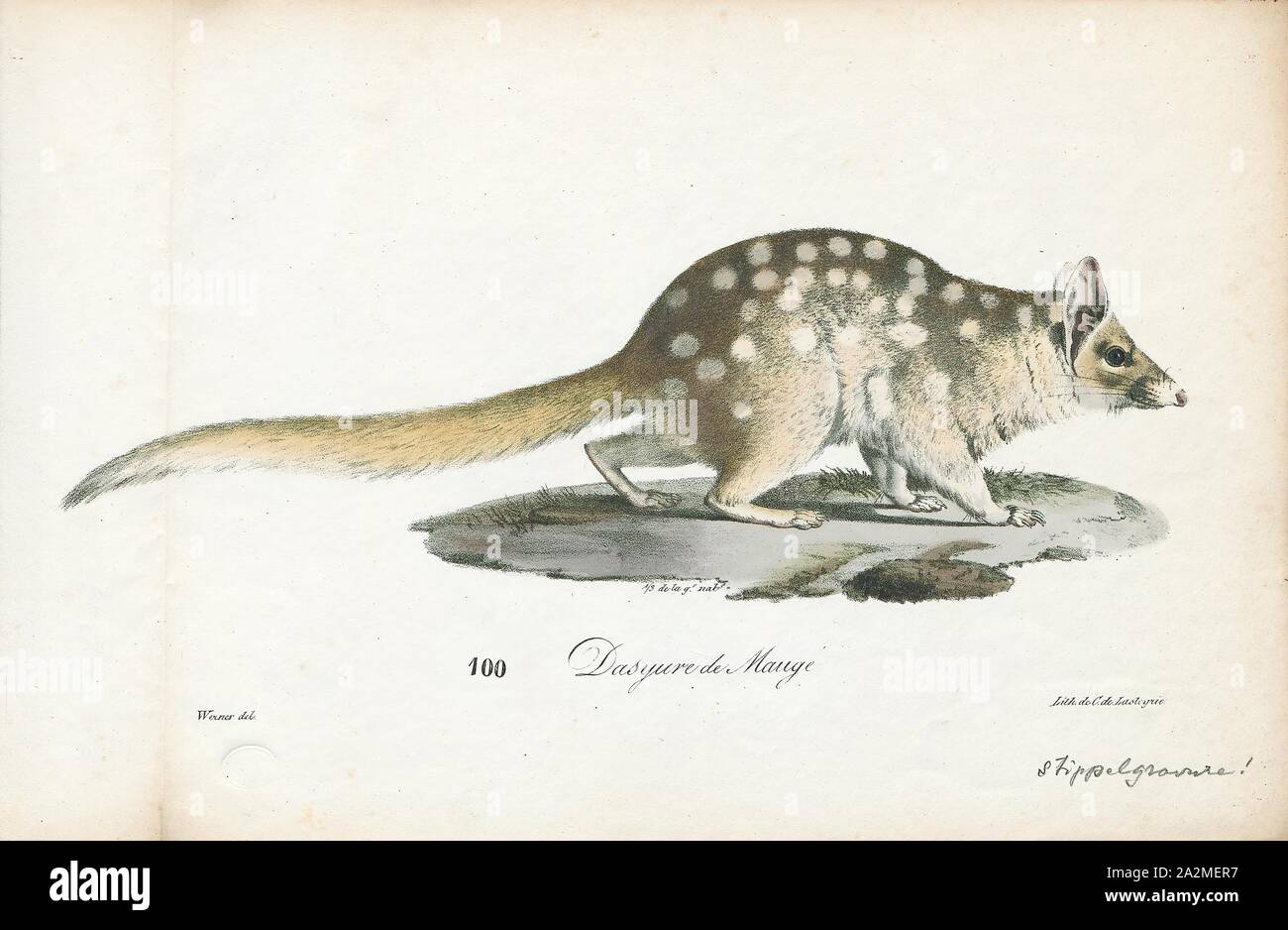Dasyurus viverrinus, Drucken, der Eastern quoll (Dasyurus viverrinus), der früher als die östliche nativen Cat genannt, ist ein mittelgrosser fleischfressende Beuteltier dasyurid in Australien. Sie sind weit verbreitet und auch vor Ort in Tasmanien verbreitet. Sie haben auf dem Festland ausgestorben, als seit den sechziger Jahren jedoch wieder in die festen Heiligtümer im Jahr 2016 wieder eingeführt worden und vor kurzem in das wilde im März 2018. Es ist eines von sechs erhaltenen Arten quolls., 1700-1880 Stockfoto