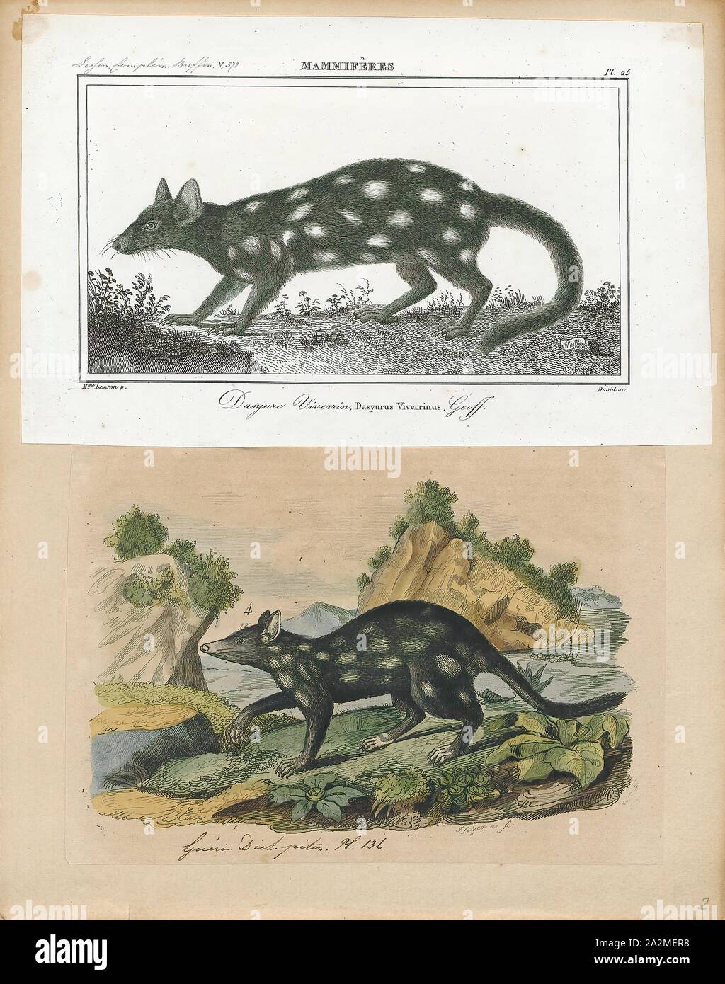 Dasyurus viverrinus, Drucken, der Eastern quoll (Dasyurus viverrinus), der früher als die östliche nativen Cat genannt, ist ein mittelgrosser fleischfressende Beuteltier dasyurid in Australien. Sie sind weit verbreitet und auch vor Ort in Tasmanien verbreitet. Sie haben auf dem Festland ausgestorben, als seit den sechziger Jahren jedoch wieder in die festen Heiligtümer im Jahr 2016 wieder eingeführt worden und vor kurzem in das wilde im März 2018. Es ist eines von sechs erhaltenen Arten quolls., 1700-1880 Stockfoto